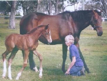 “Frosty” – the first frozen embryo foal in Australia transferred & born at the Equine Breeding Centre