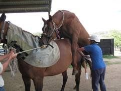 Horse Breeding