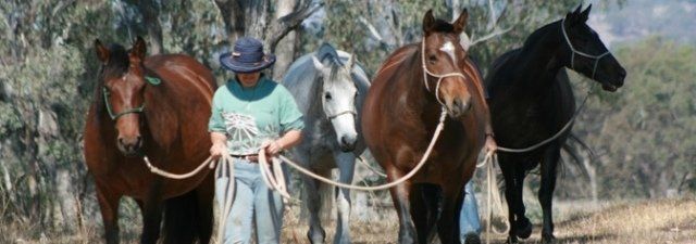 Susanne Brundell & broodmares at her property at Pilton