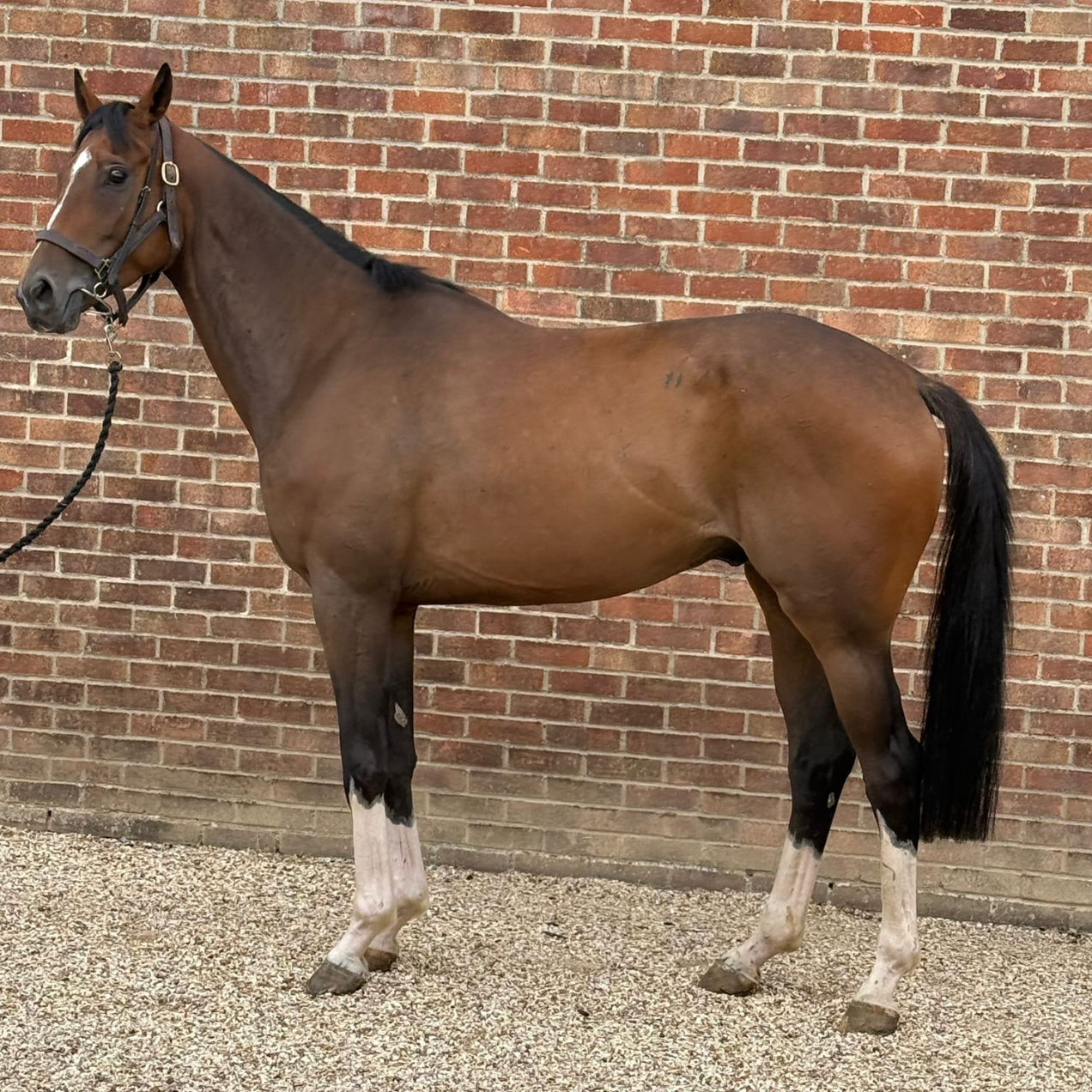 Brown horse in a stable, wearing a bridle and saddle with orange straps.