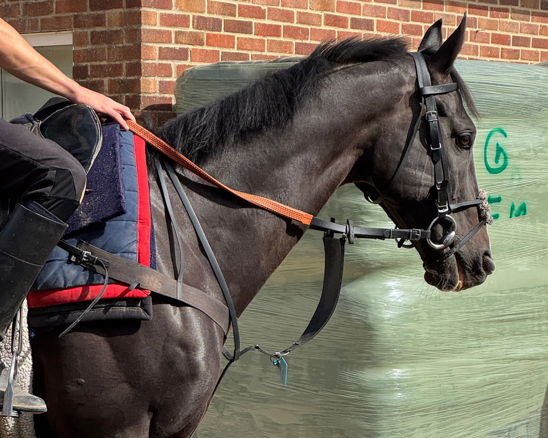 Brown horse in a stable, wearing a bridle and saddle with orange straps.