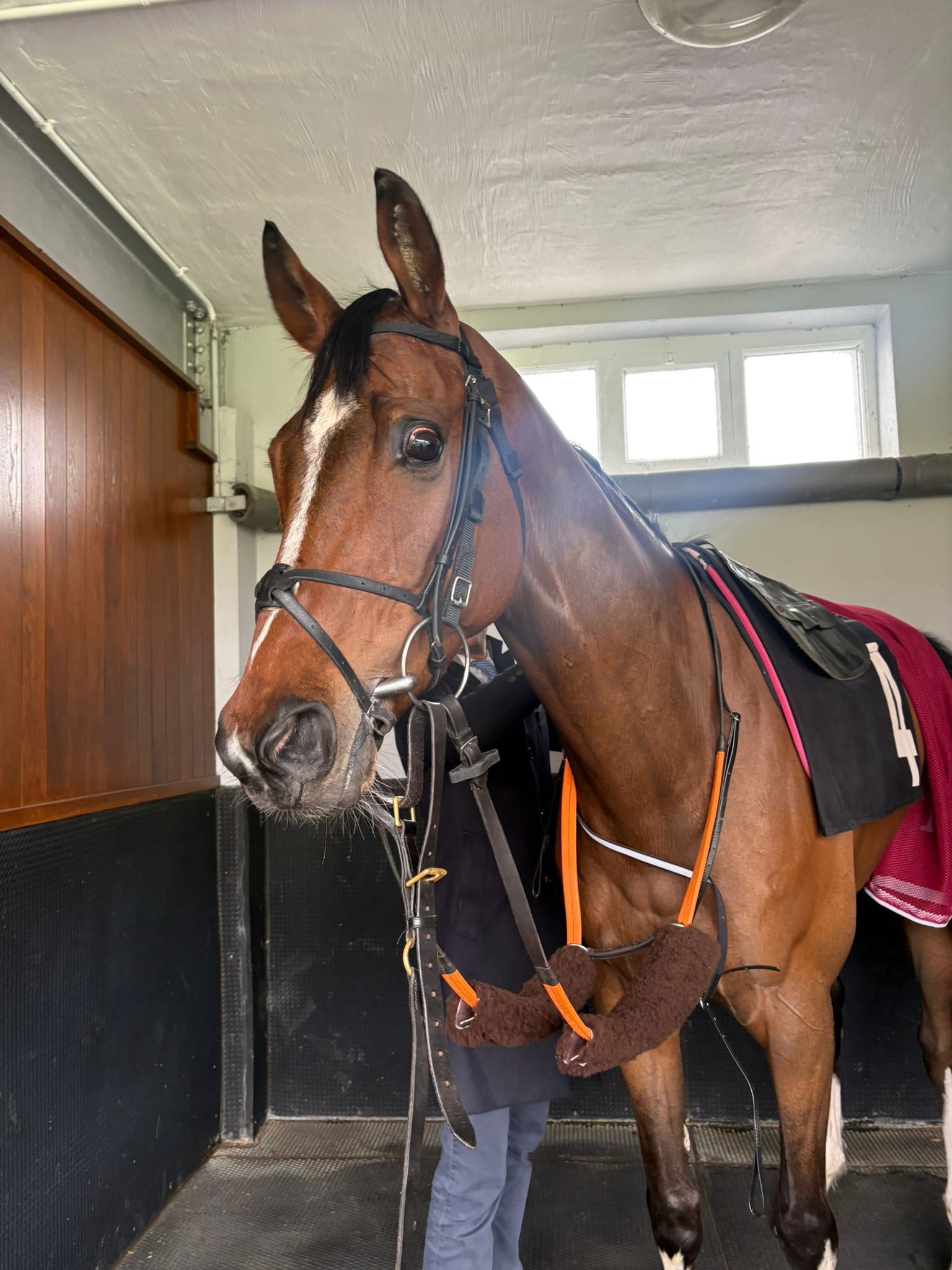 Brown horse in a stable, wearing a bridle and saddle with orange straps.