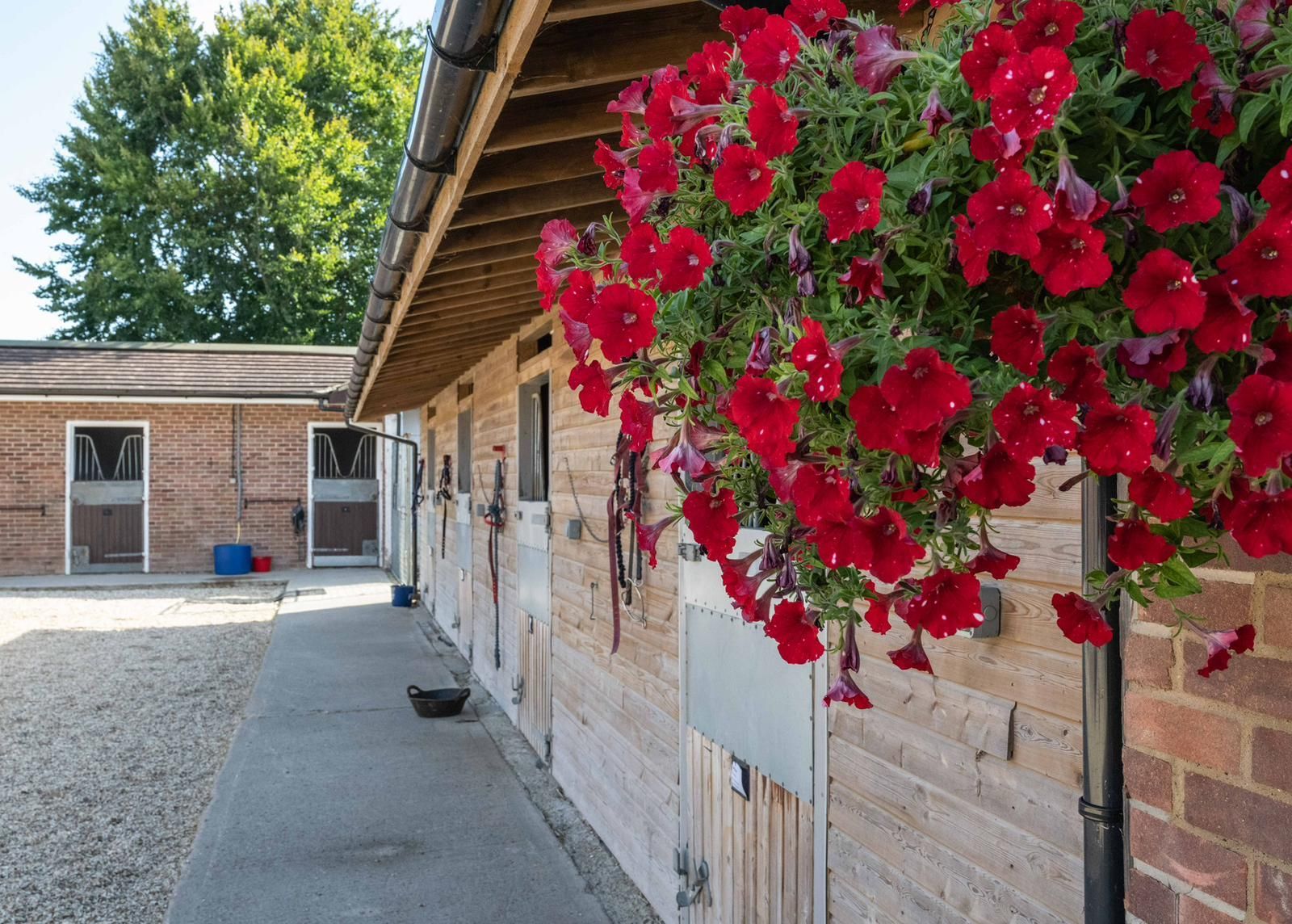 Nick Scholfield's, Felstead Court Stables Horse stable with red hanging flowers; light wood stalls, brick building.
