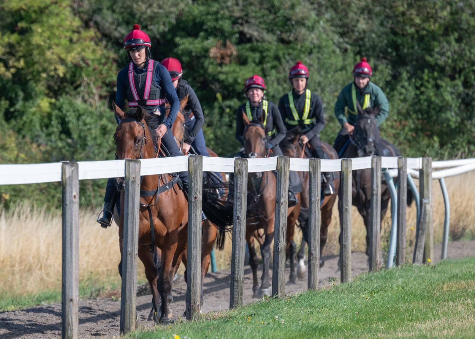 Horses in Training Horses and riders in training, wearing helmets and vests, riding along a track with a white fence.