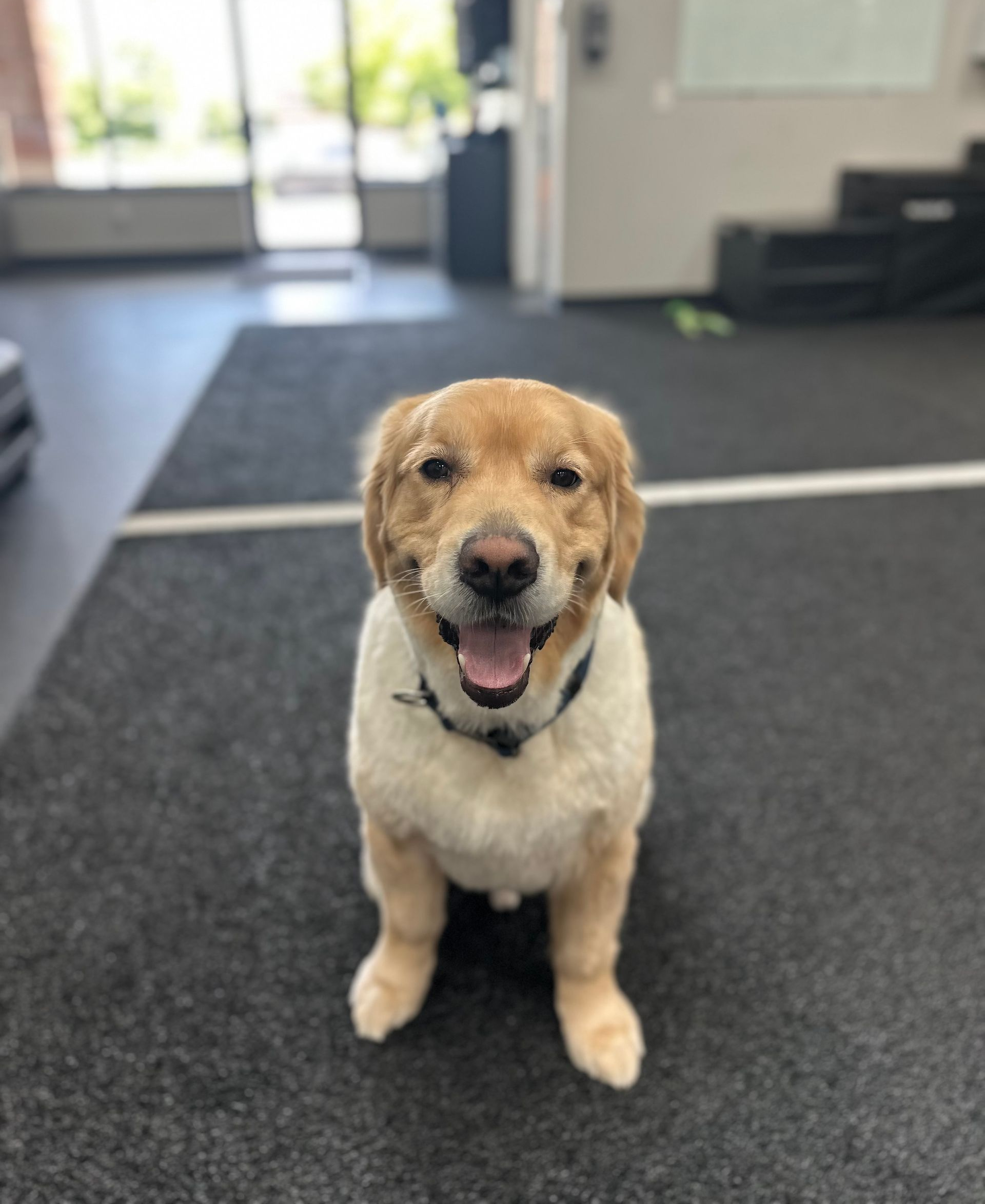 Golden retriever sitting indoors on a dark floor, panting with tongue out and wearing a black collar.