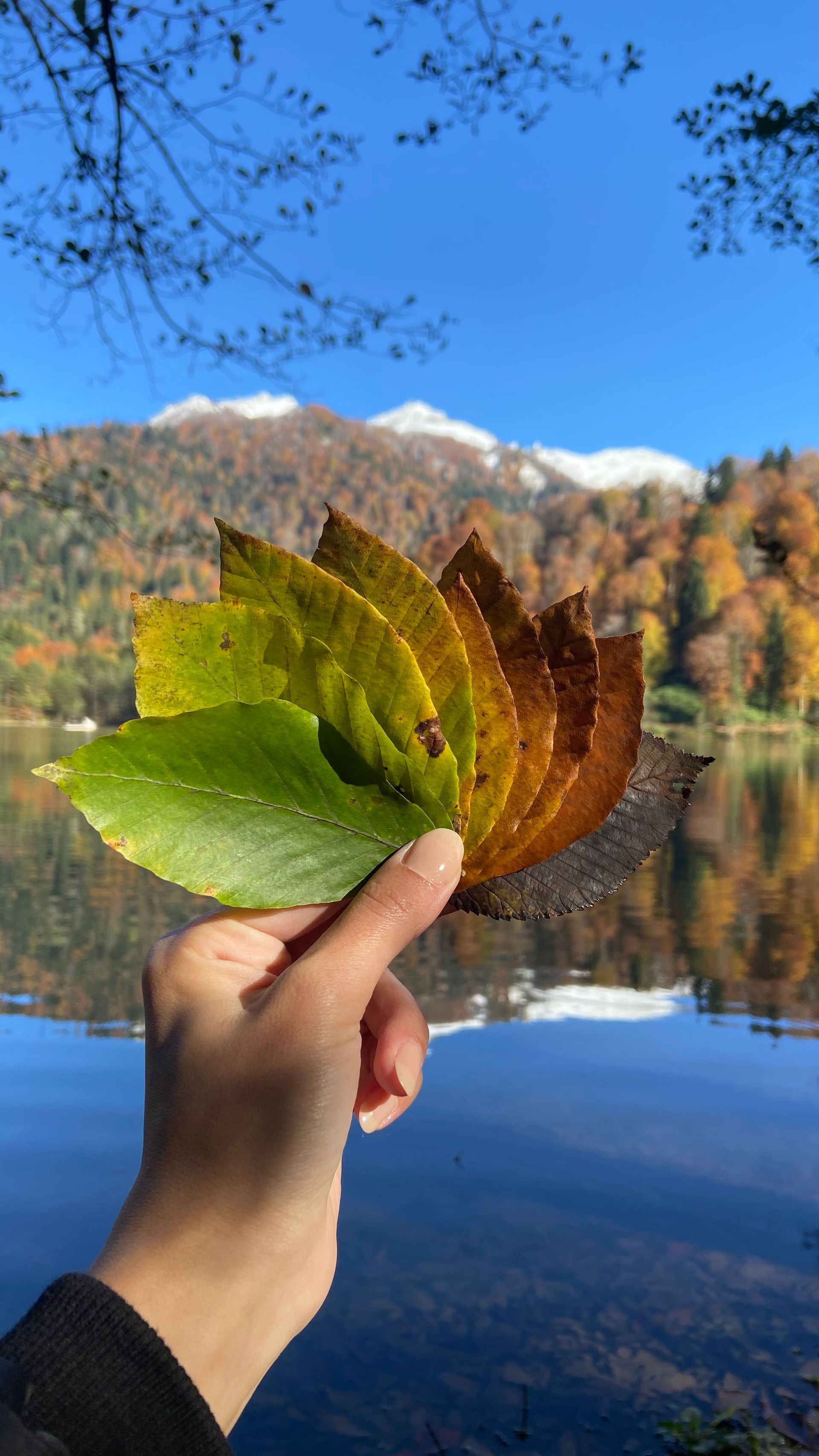 Hand holding colorful autumn leaves over a calm lake with mountains and blue sky in the background