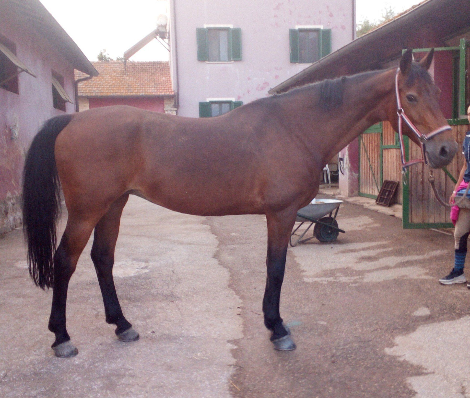 cavallo pronto per la lezione