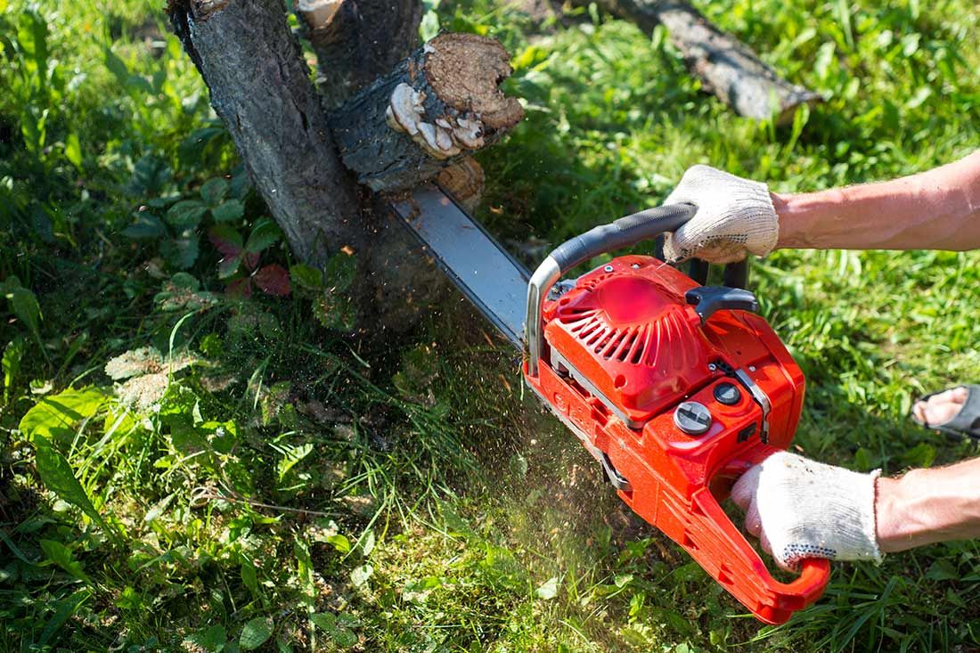 A Person is Cutting a Tree With a Chainsaw — Ken Mills Machinery in Kingaroy, QLD