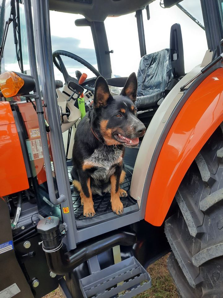 A dog is sitting on the back of an orange tractor. — Ken Mills Machinery in Kingaroy, QLD