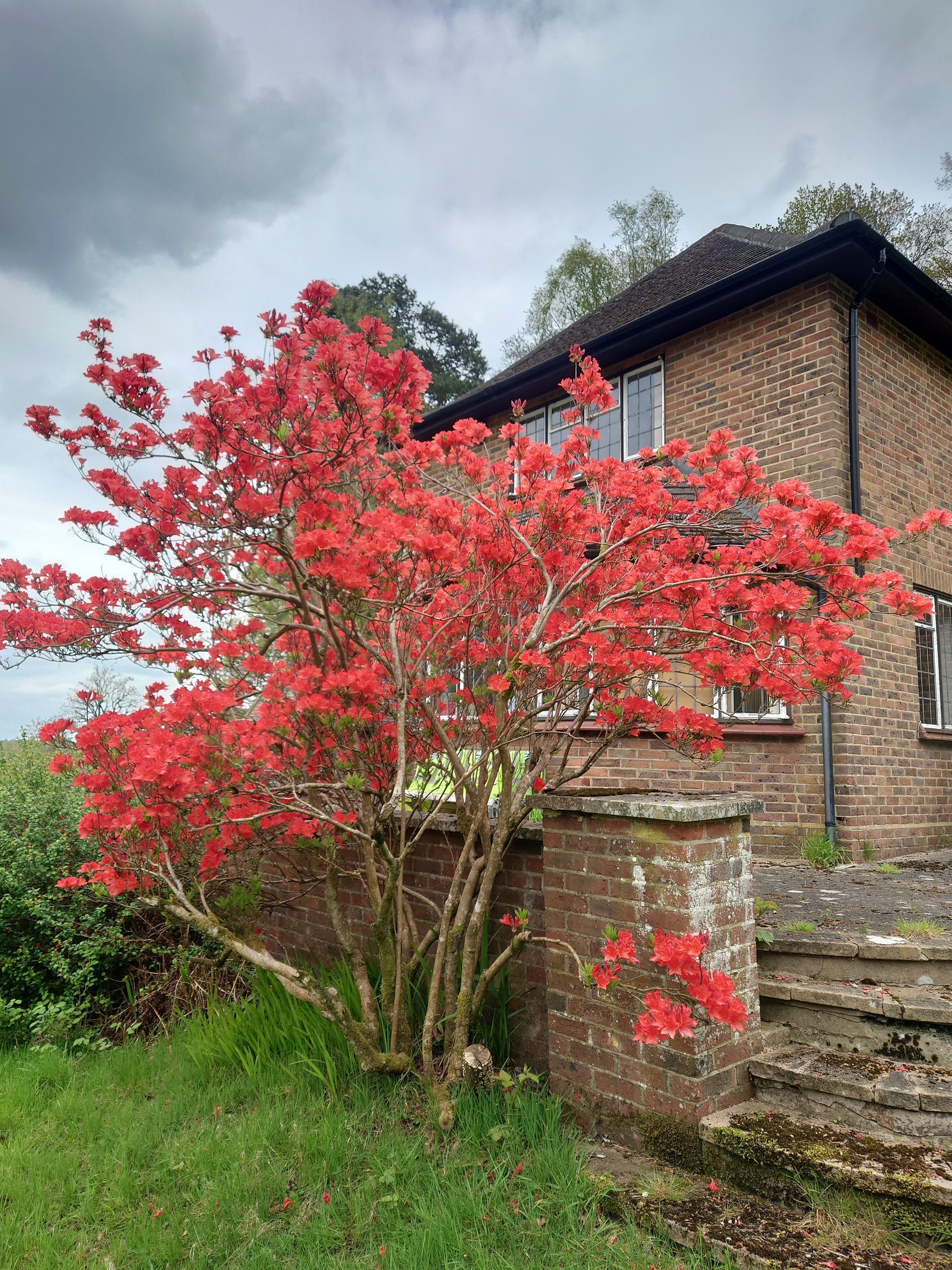 ART Woodlands