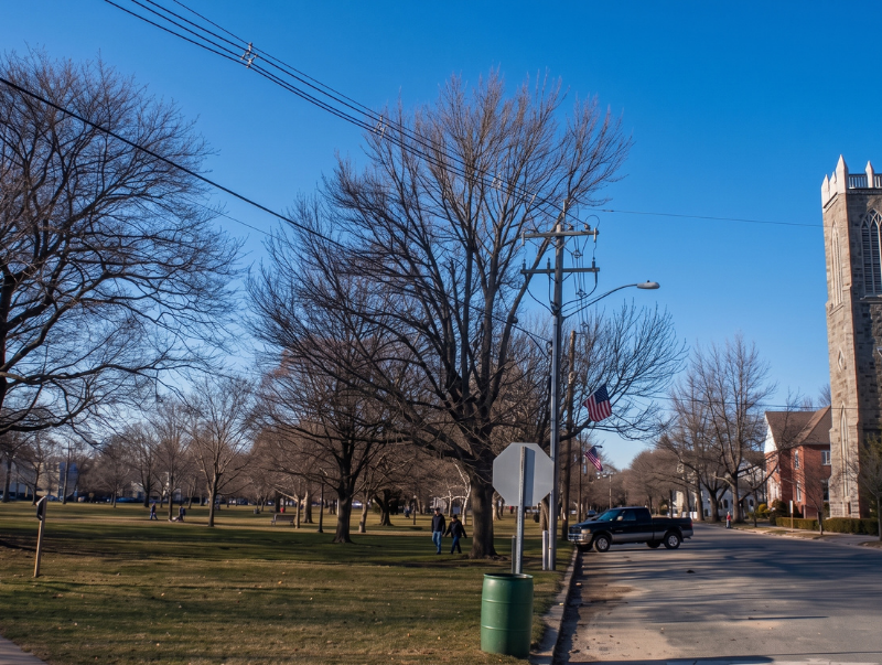Leafy park beside a road with bare trees, a stop sign, utility poles, and a tall building under a blue sky