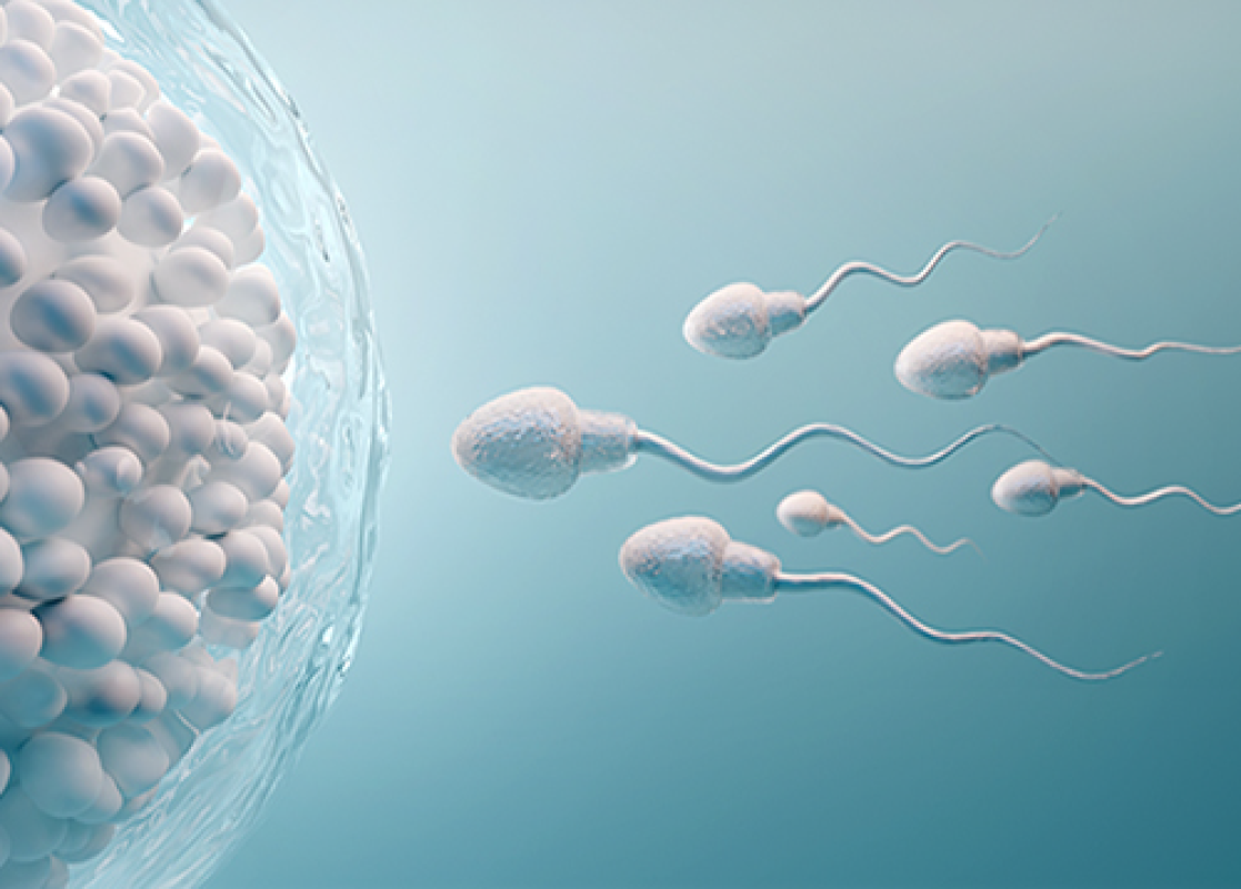 3D illustration of sperm cells swimming toward an egg, representing fertility and conception