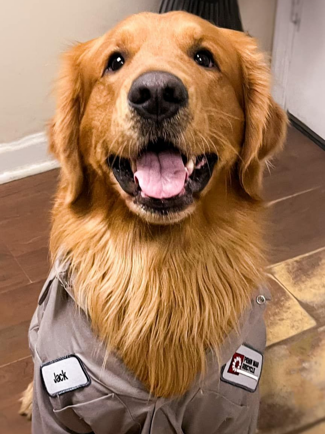 A smiling golden retriever wearing a light tan uniform shirt with a name tag that reads Jack.