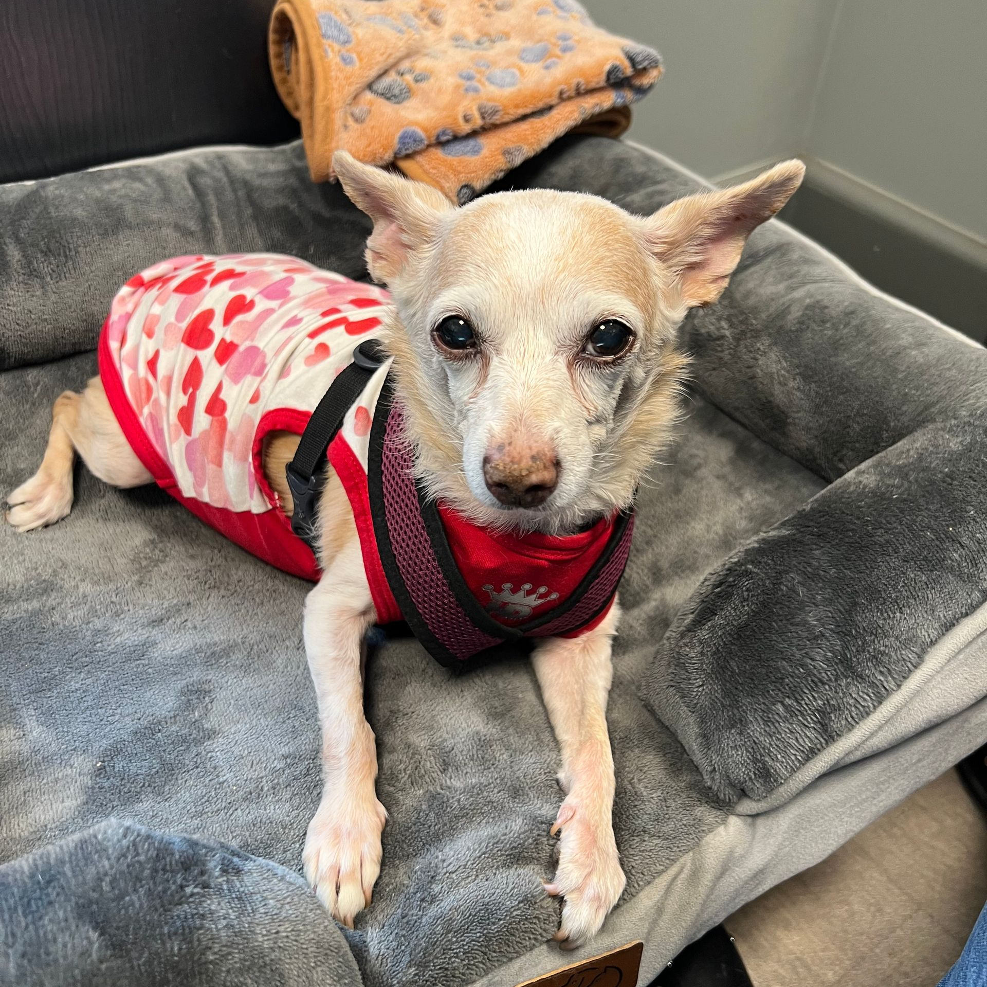 A small tan dog wearing a heart-patterned shirt and red harness rests on a soft gray pet bed.