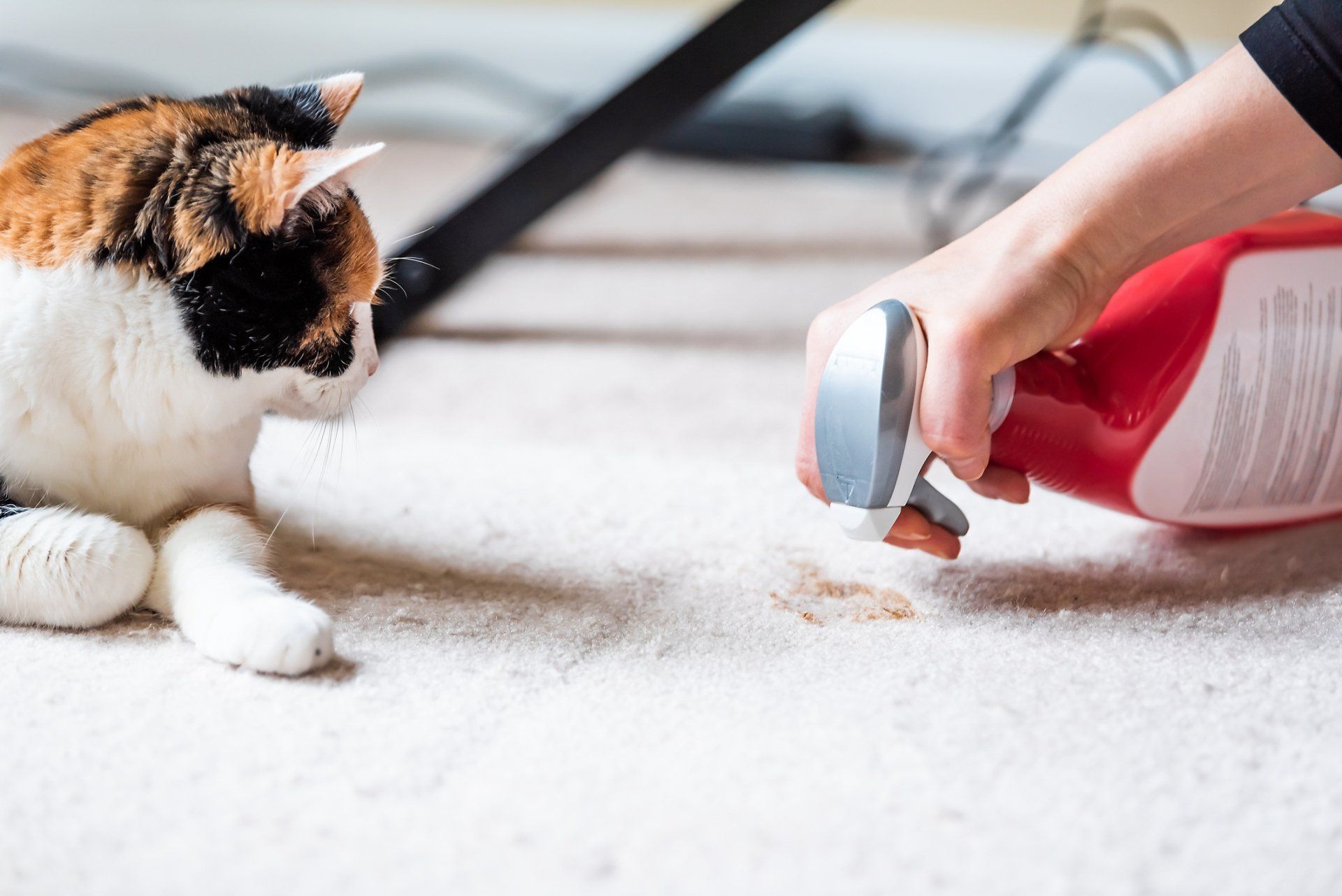 Woman Owner Cleaning — Waynesburg, PA — Sluggers Carpet & Upholstery Cleaning