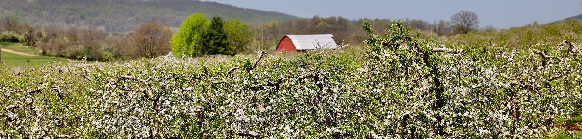 Blooming white wildflowers in a field with a red-roofed house and trees in the distance