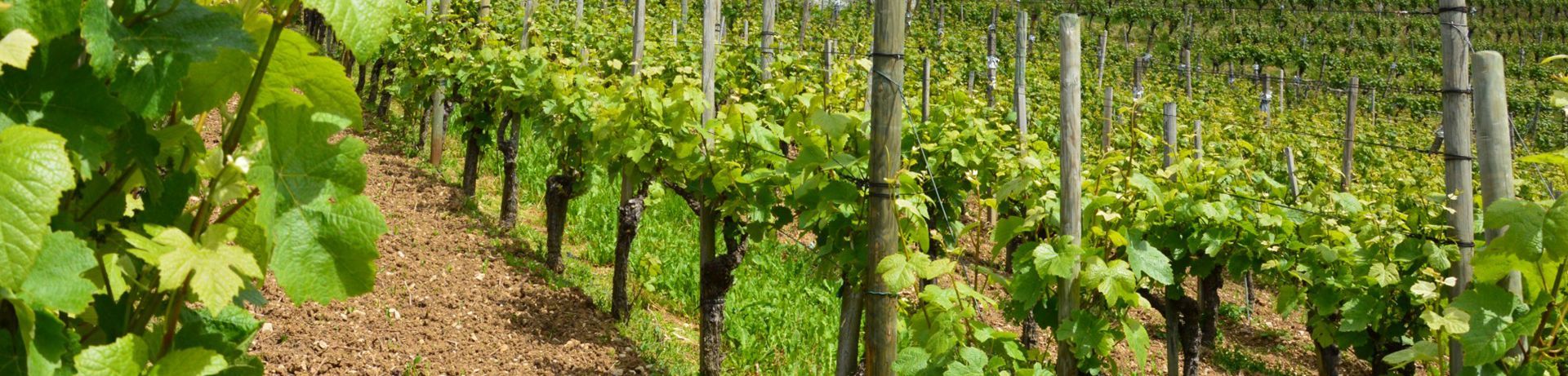 Green grape vines in neat rows along a sunlit vineyard path