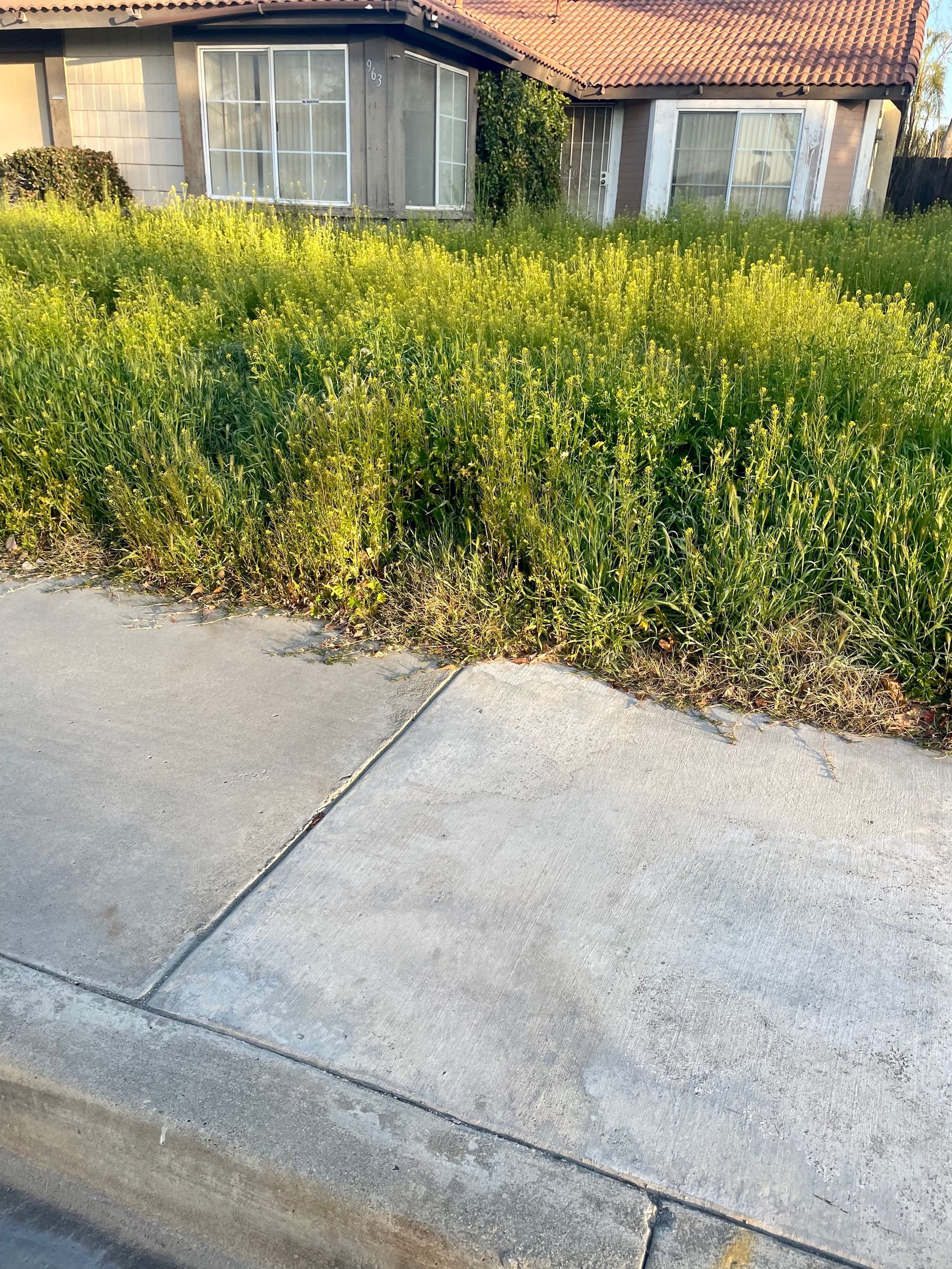 Overgrown yellow weeds behind a sidewalk and curb in front of a house with boarded windows