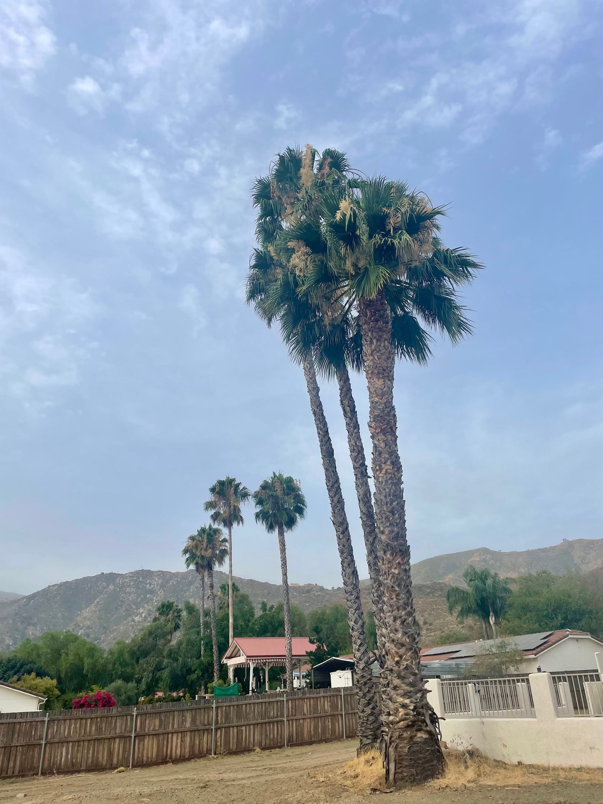 Palm Tree Trimming, Palm Tree Maintenance, Frond Removal, Palm Shaping, Debris Cleanup