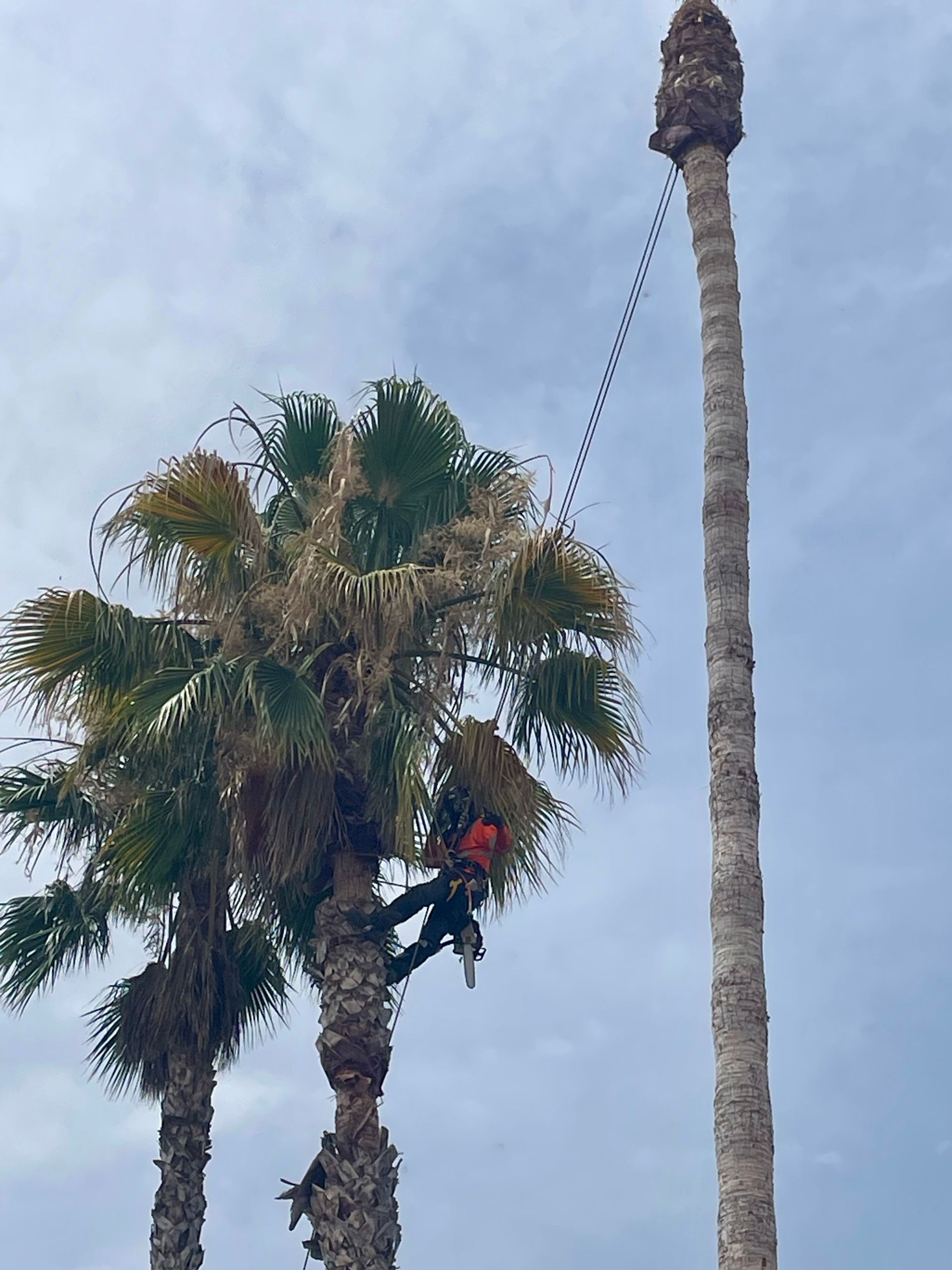 a man is climbing a palm tree with a trimming tool