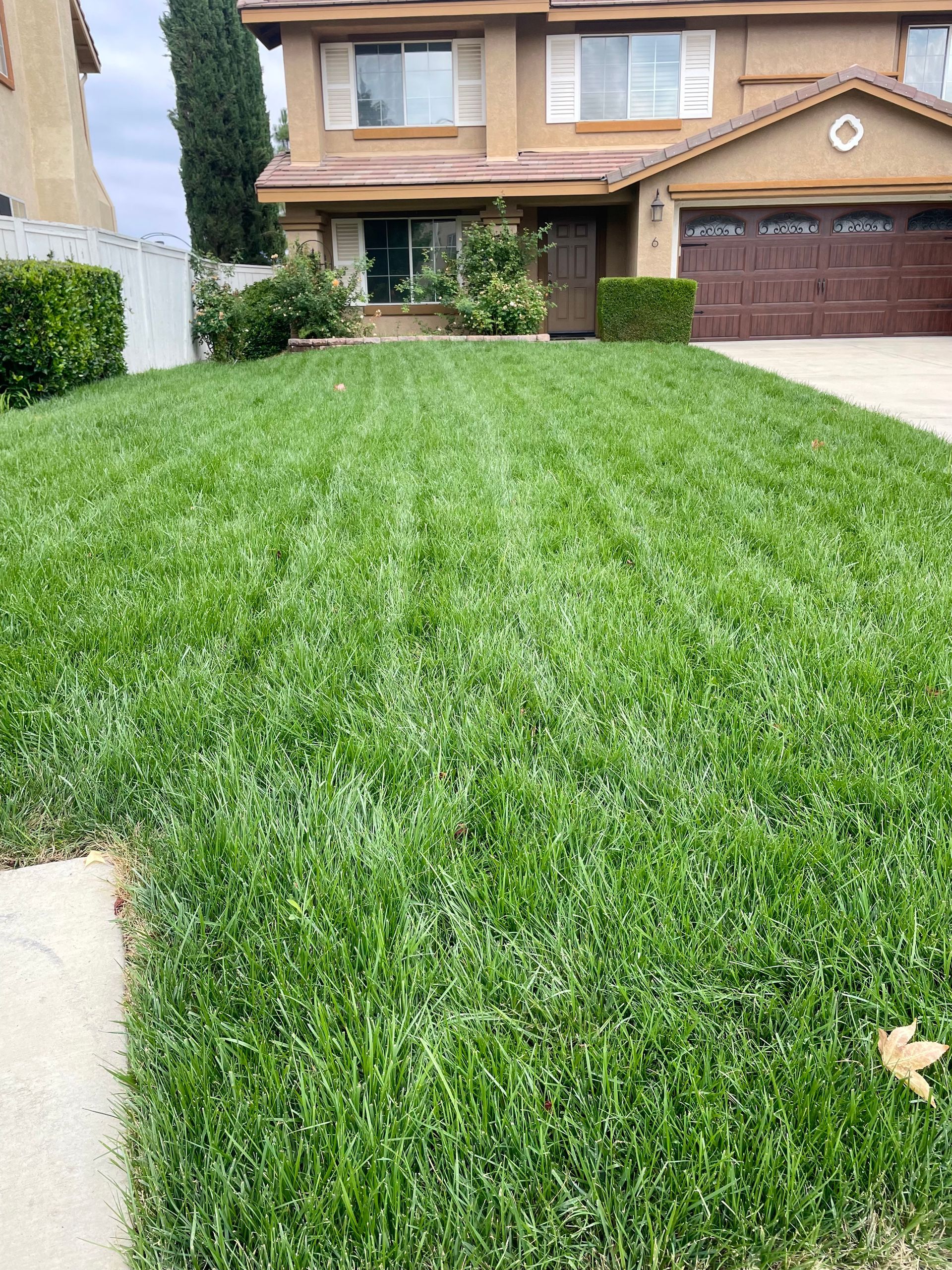 Front yard with a lush green lawn in front of a tan suburban house and driveway