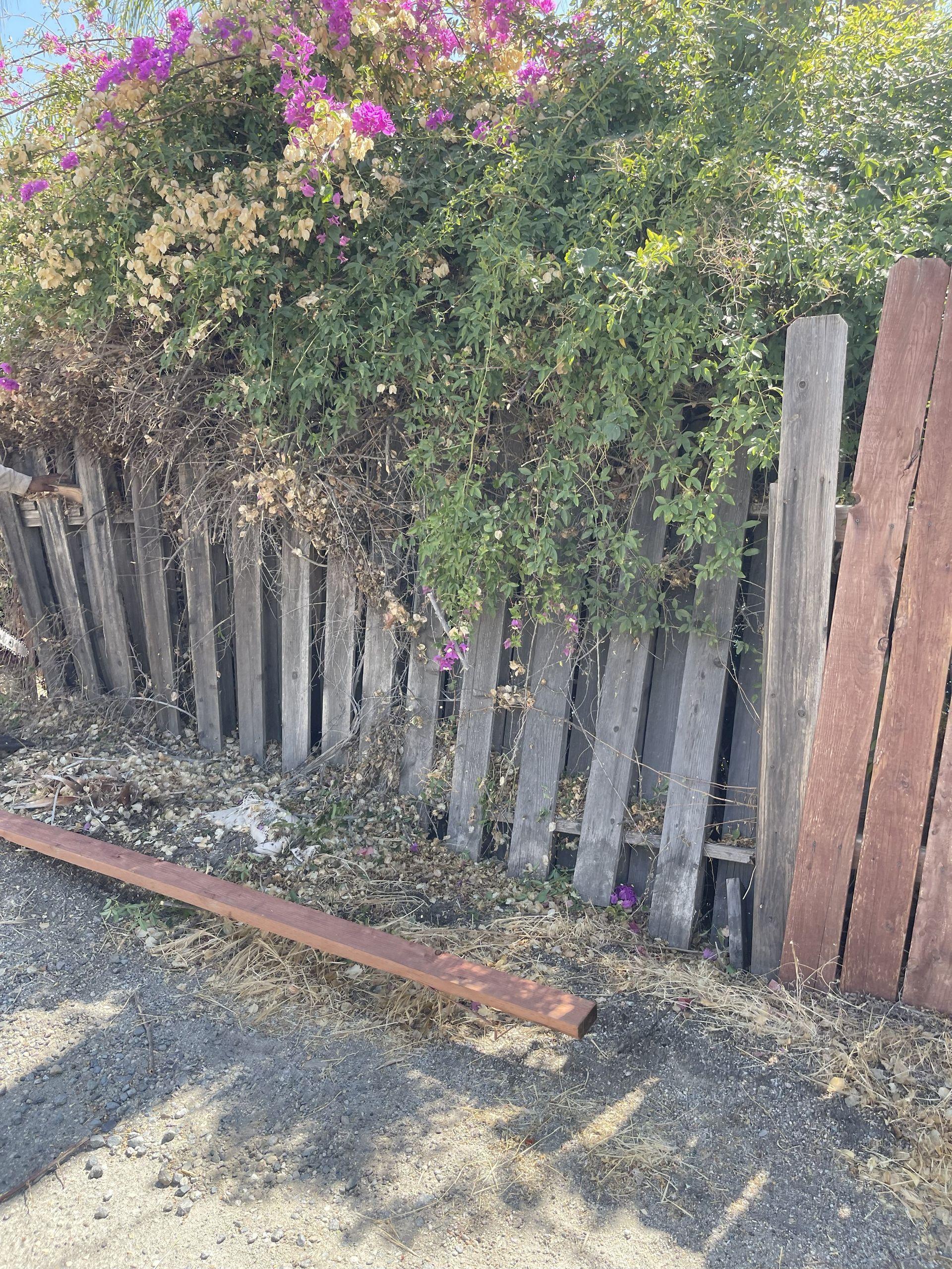 Weathered wooden fence with overgrown green and pink flowering vines, beside a gravel path and red board.