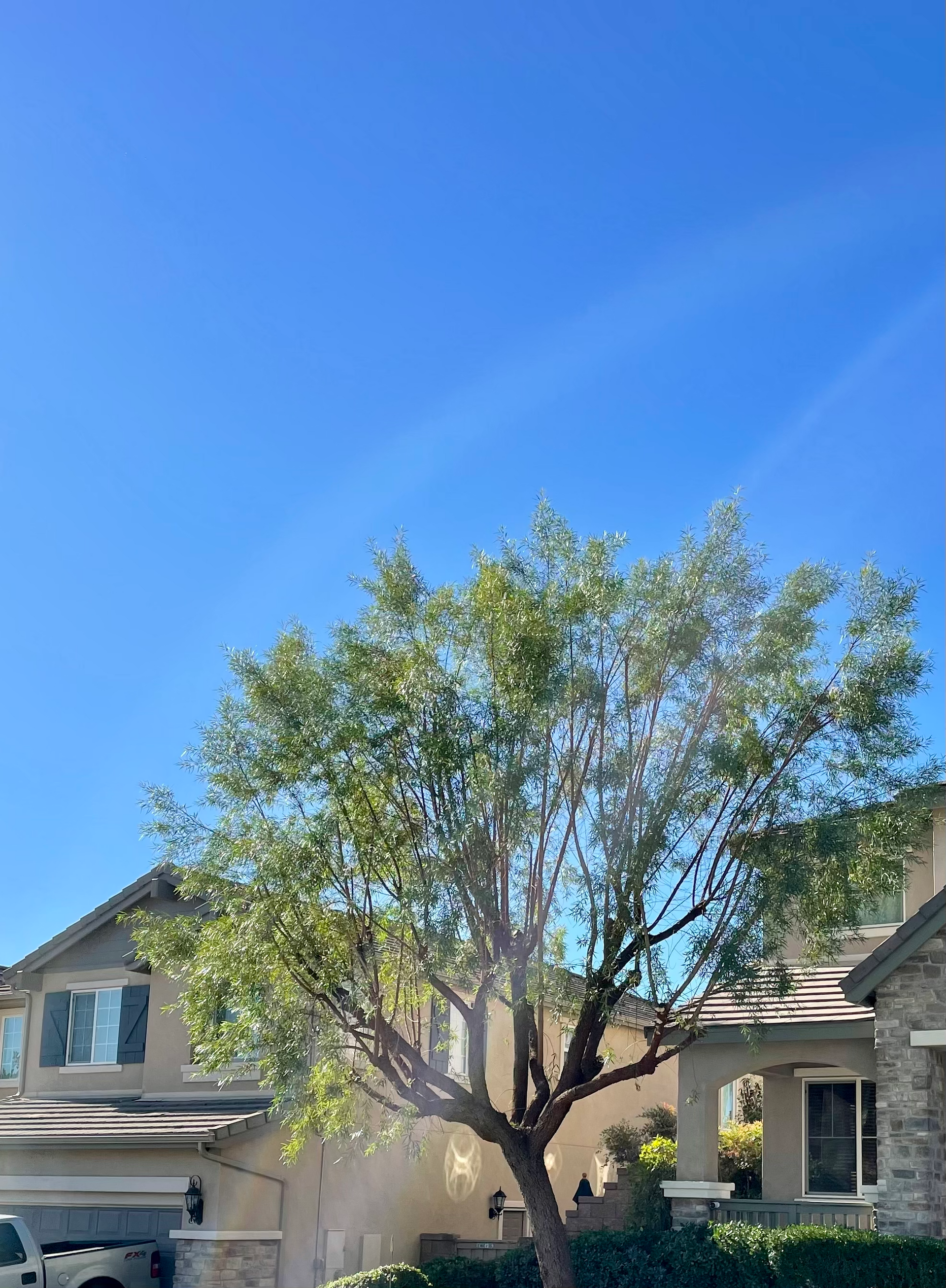 Tree Trimming, Tree Pruning, Branch Removal, Tree Shaping, Debris Cleanup