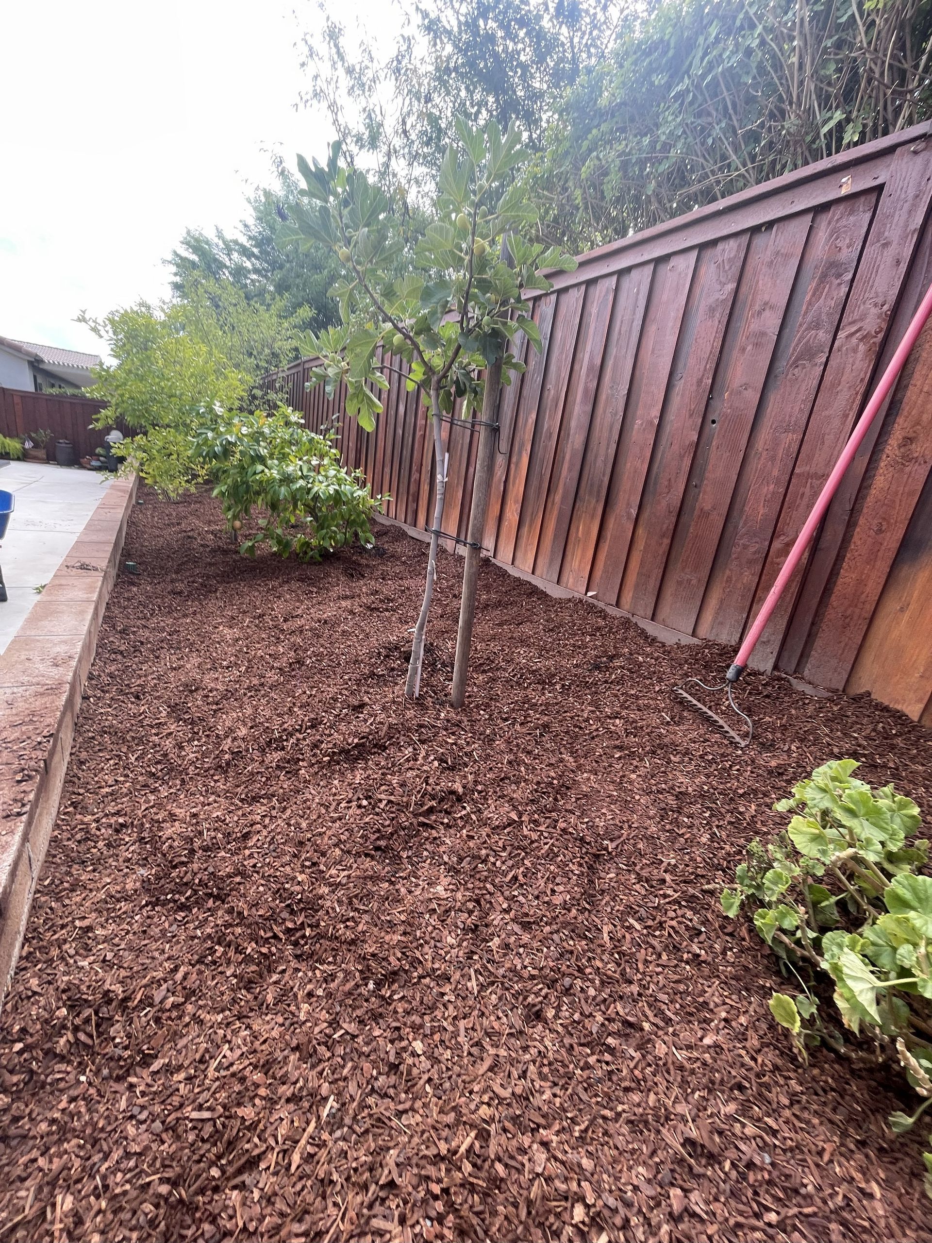 Brown mulch bed with plants and a tree against a wooden fence. A pink hose leans against the fence.