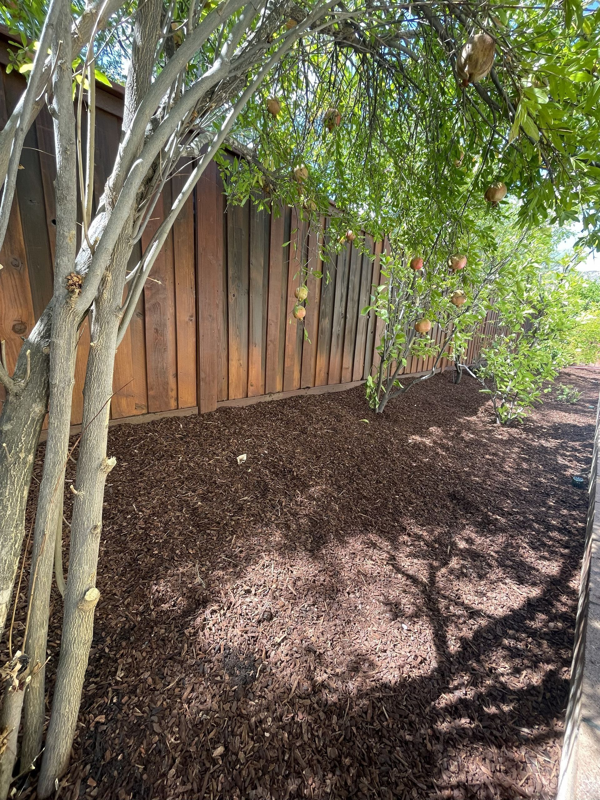A tree with light bark shades a mulched garden bed next to a weathered, brown fence.
