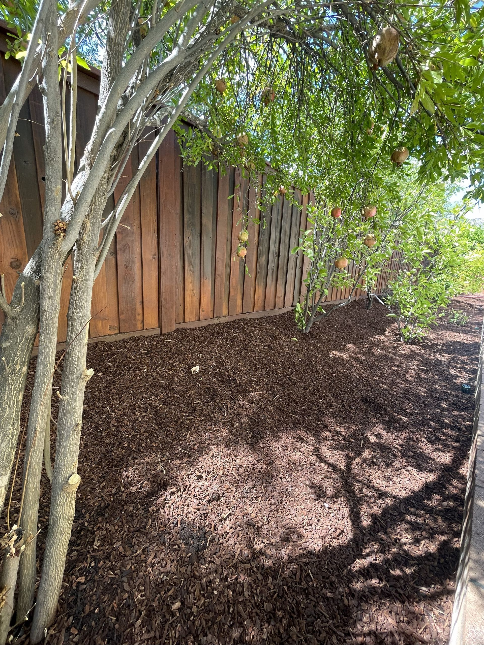 Mulched yard beside a wooden fence and tree trunk in bright sunlight