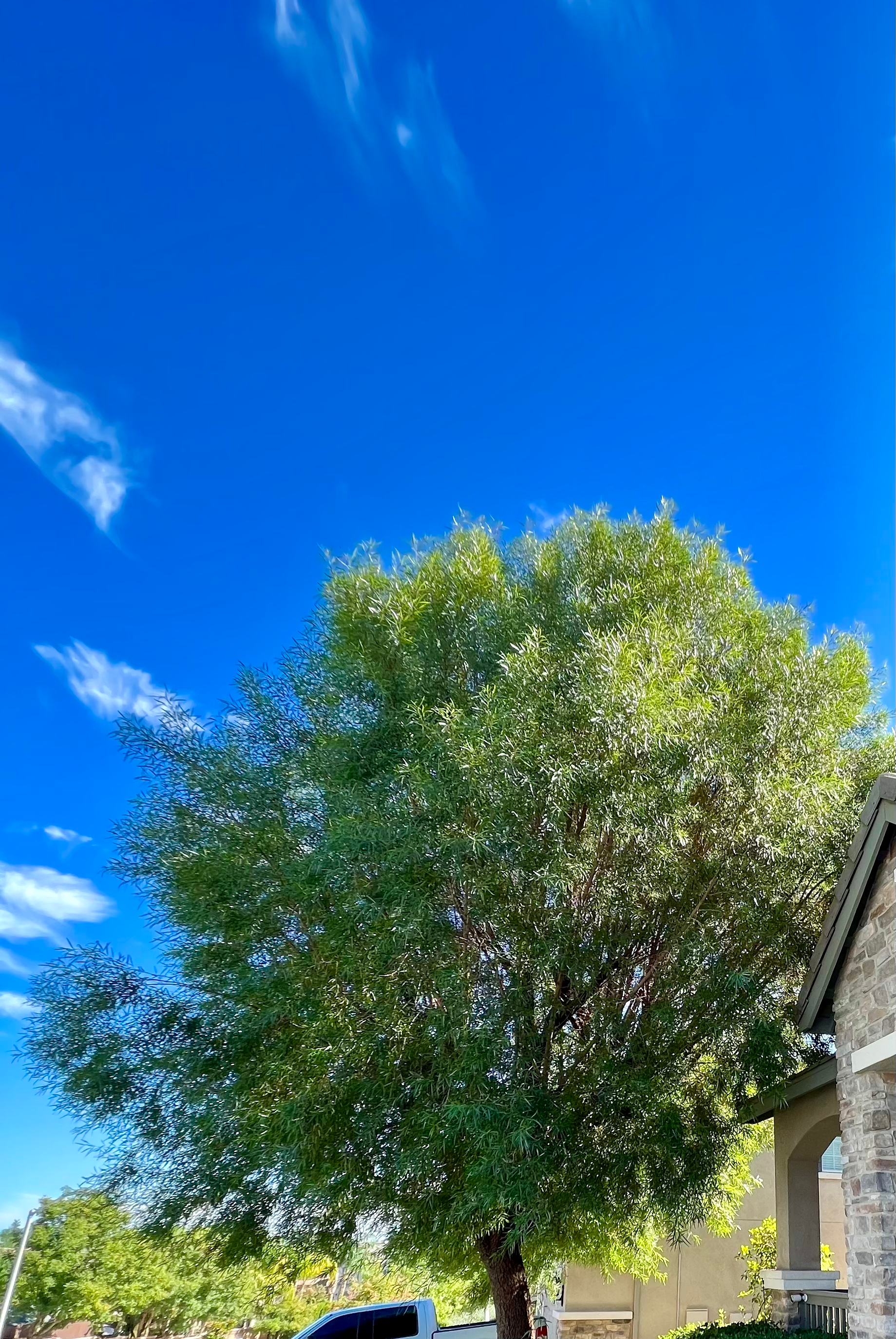 Large leafy tree beside a house under a bright blue sky