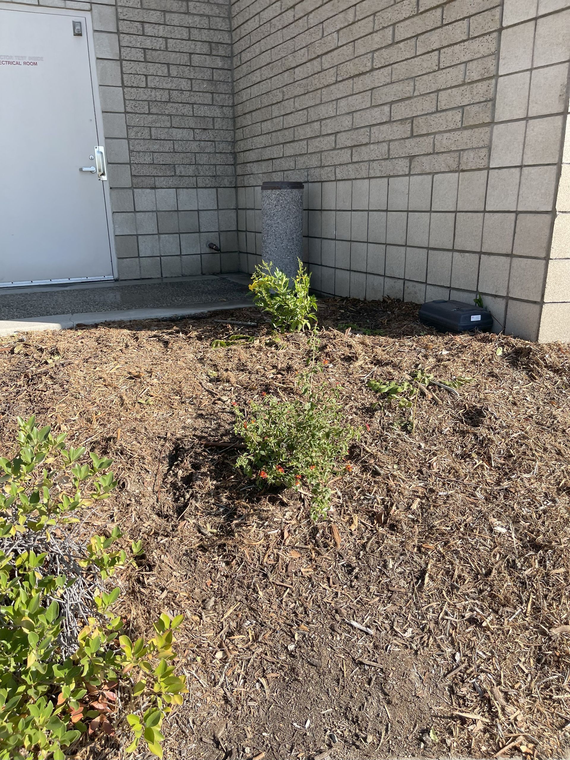 Mulched flowerbed with small green shrubs against a gray brick wall. A metal cylinder is also present.