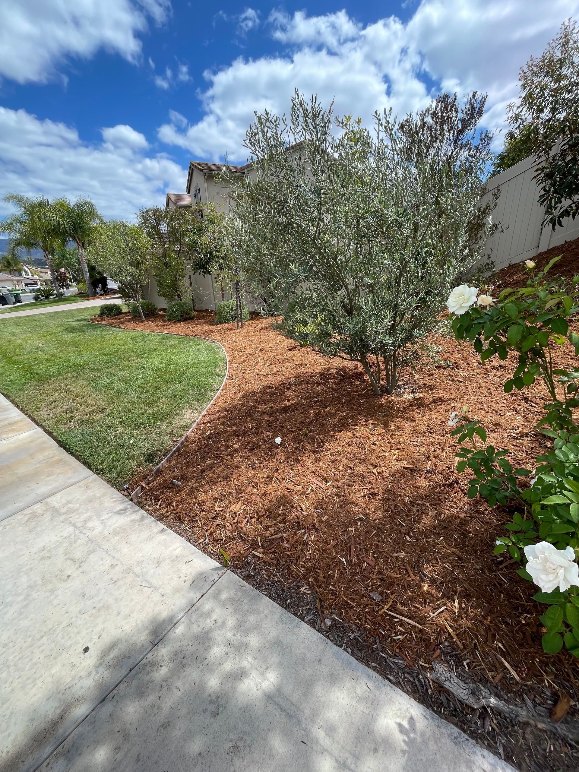 Landscaped front yard with mulch bed, trees, white flowers, and a sidewalk under a blue sky