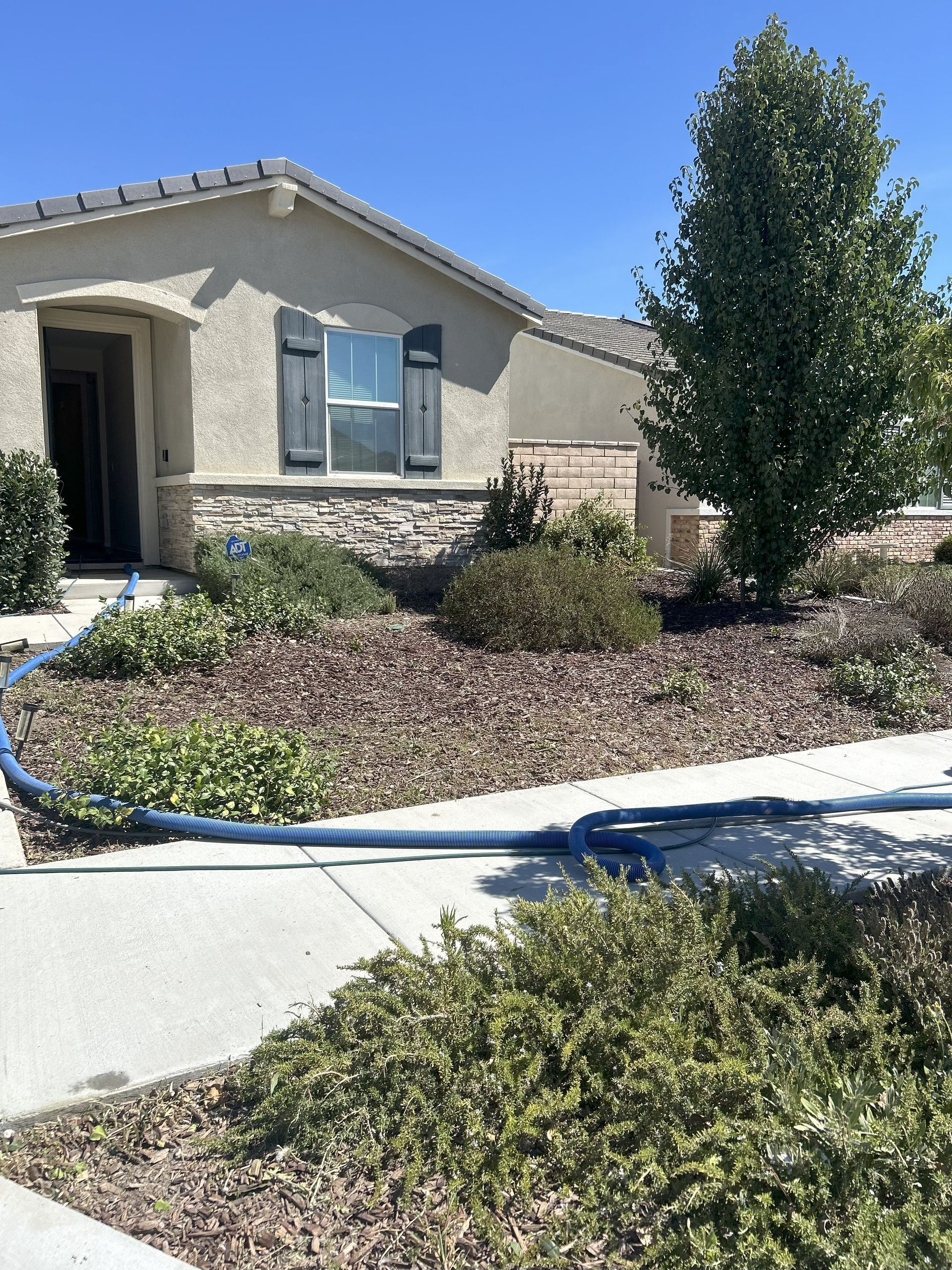 Suburban house with stone accents and landscaping. Blue hose on concrete path. Green and purple bushes.