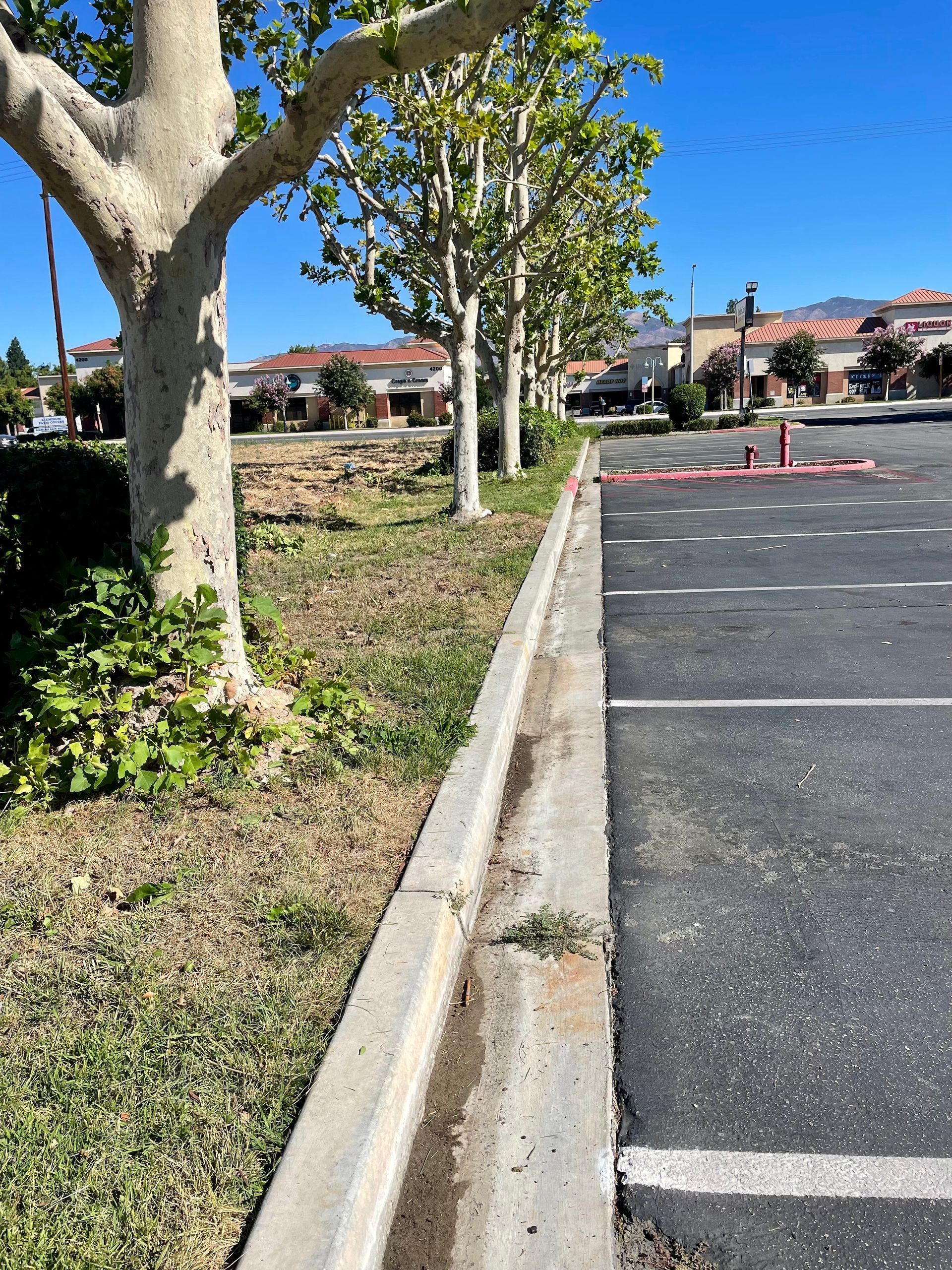 commercial parking lot tree service
