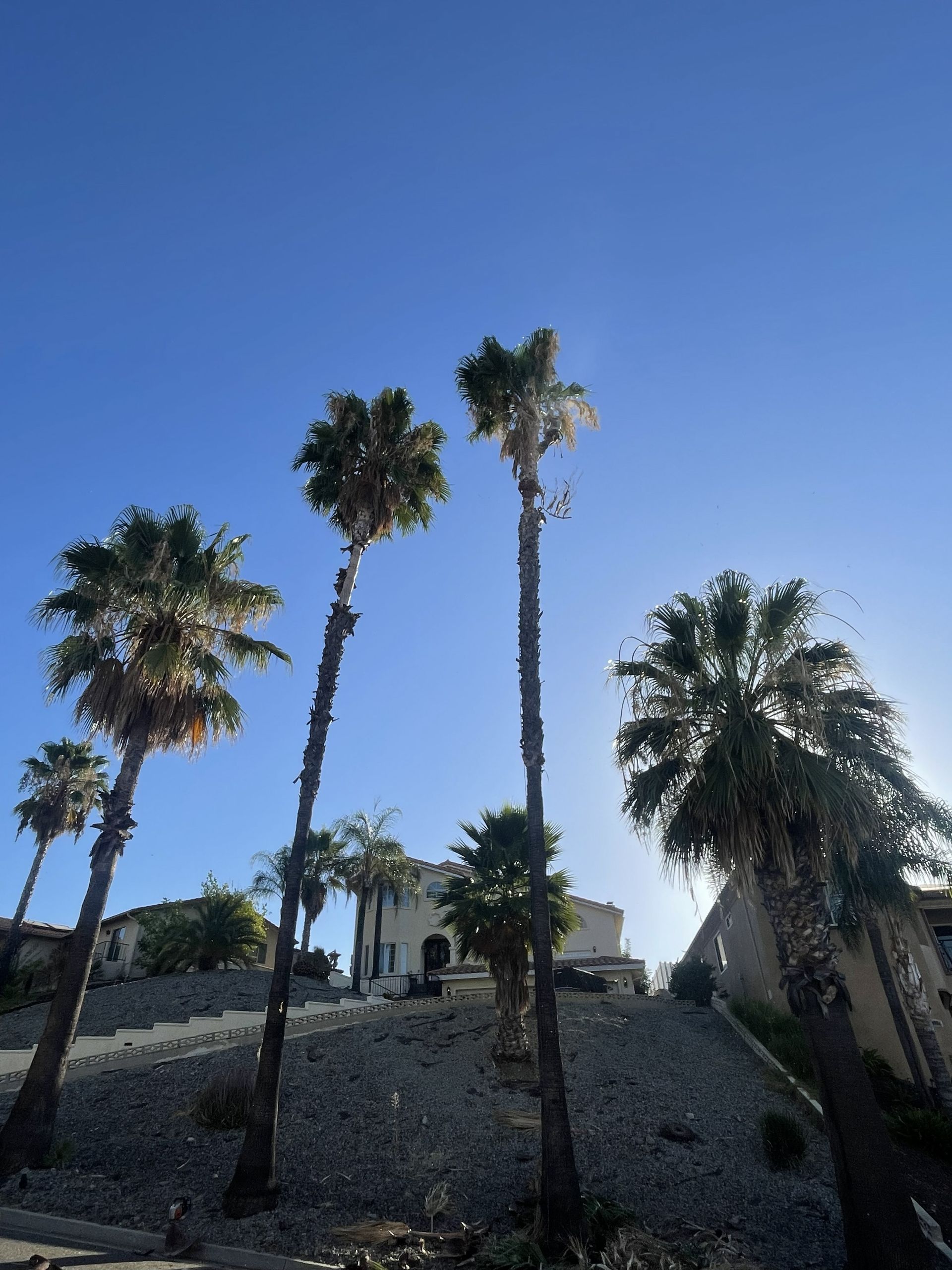 Tall palm trees on a rocky hillside under a clear blue sky.