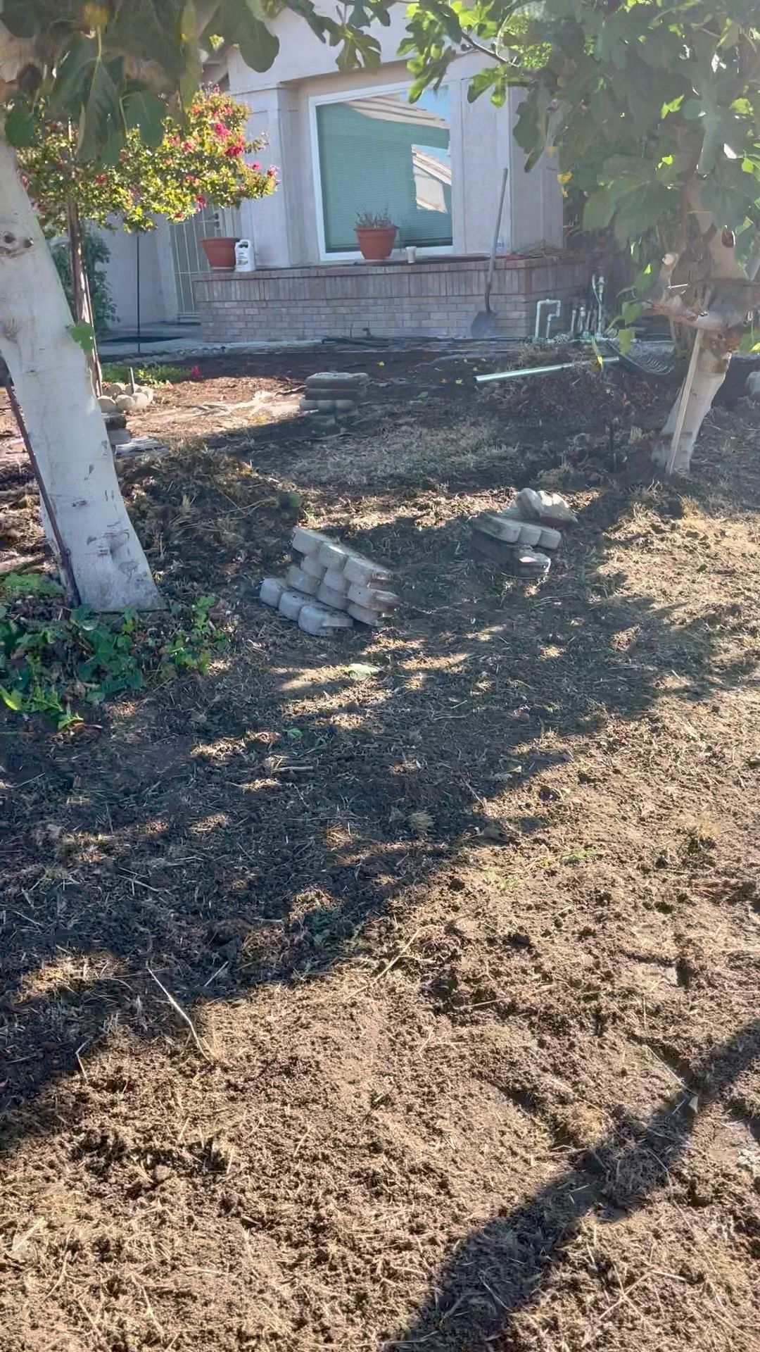 front yard dirt and weeds growing