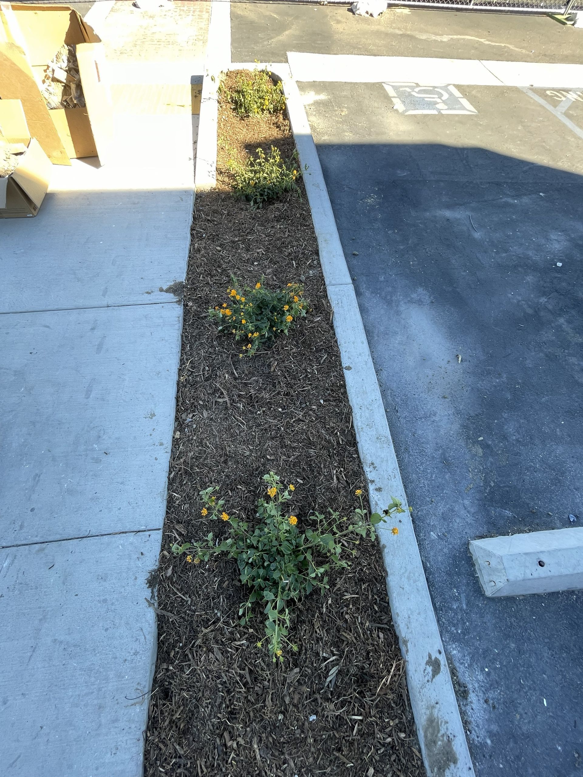 Small landscaped strip with low plants between a sidewalk and parking lot curb, partly in shade