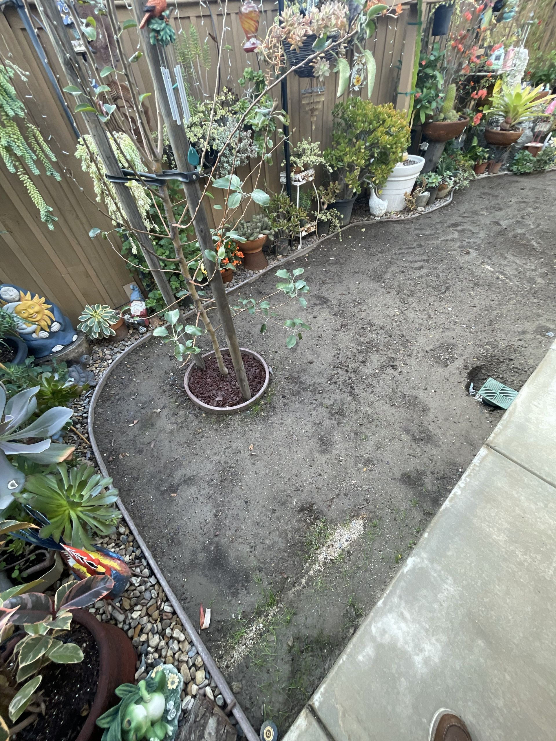 Small backyard garden with a young tree, gravel path, and potted plants along a wooden fence.