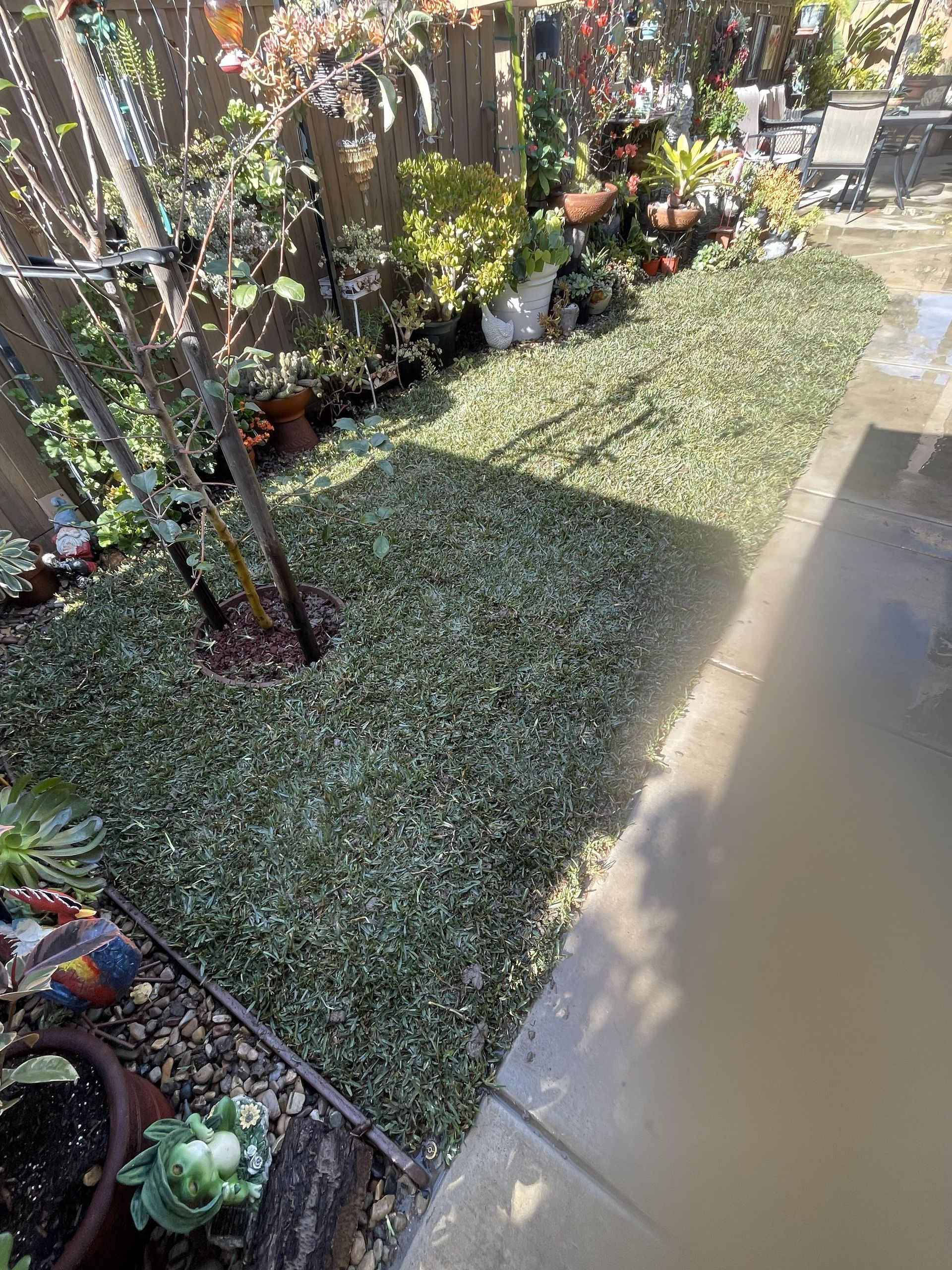 Small garden bed with dense groundcover beside a concrete walkway and fence in sunlight.