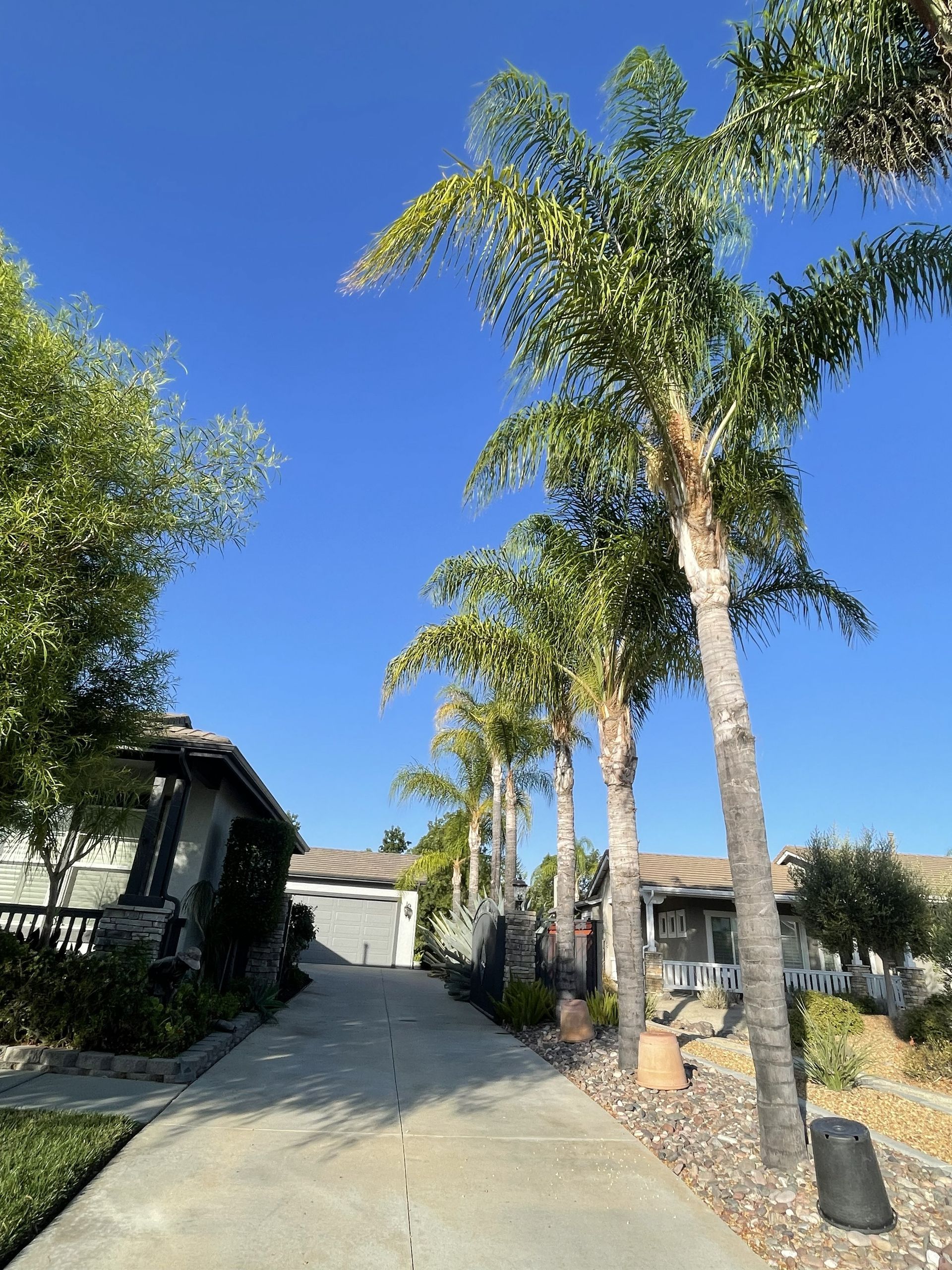 Palm-lined residential driveway under a clear blue sky, with houses on both sides.