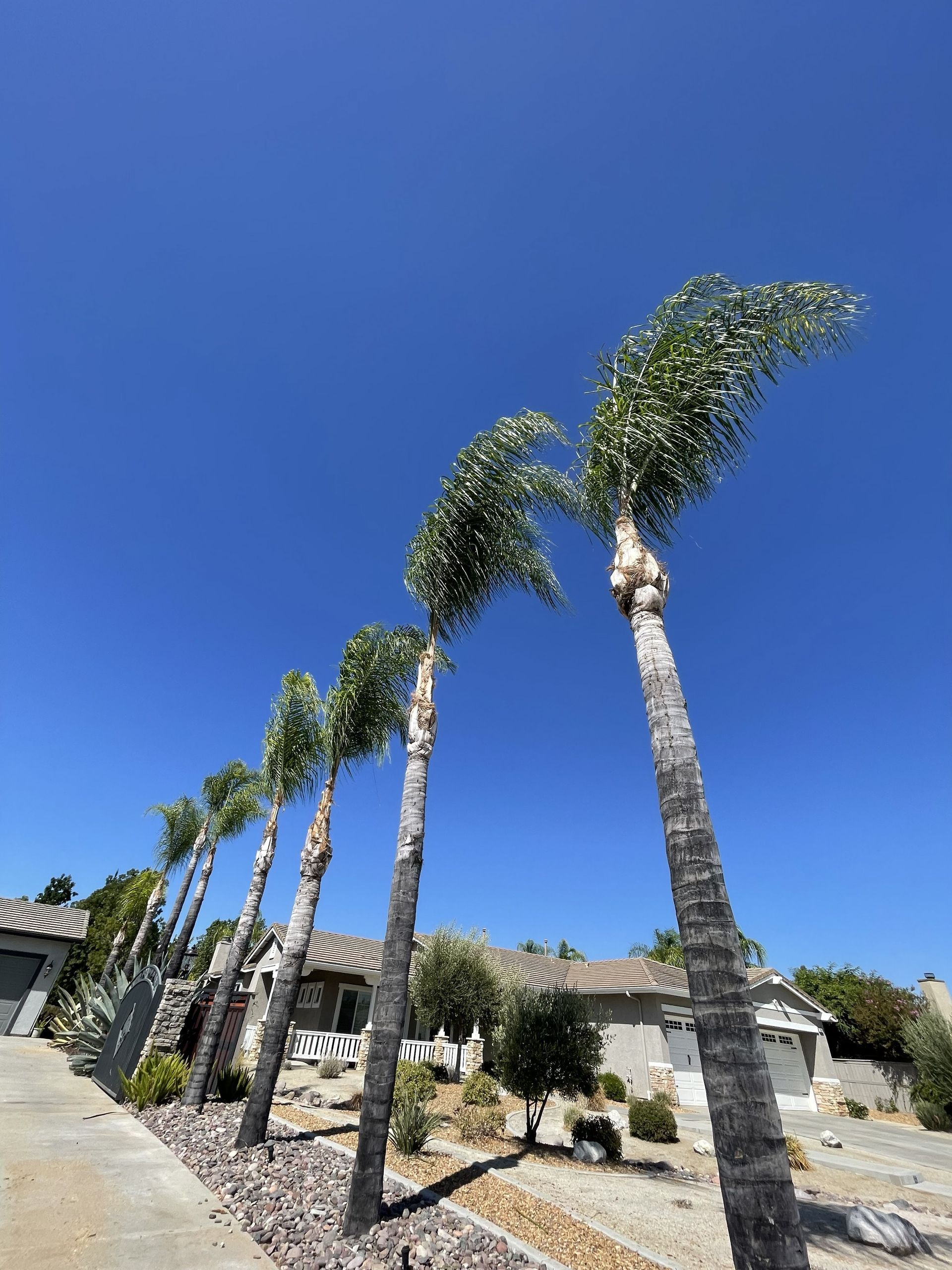 Tall palm trees lining a sunny sidewalk beside a stone wall under a clear blue sky.