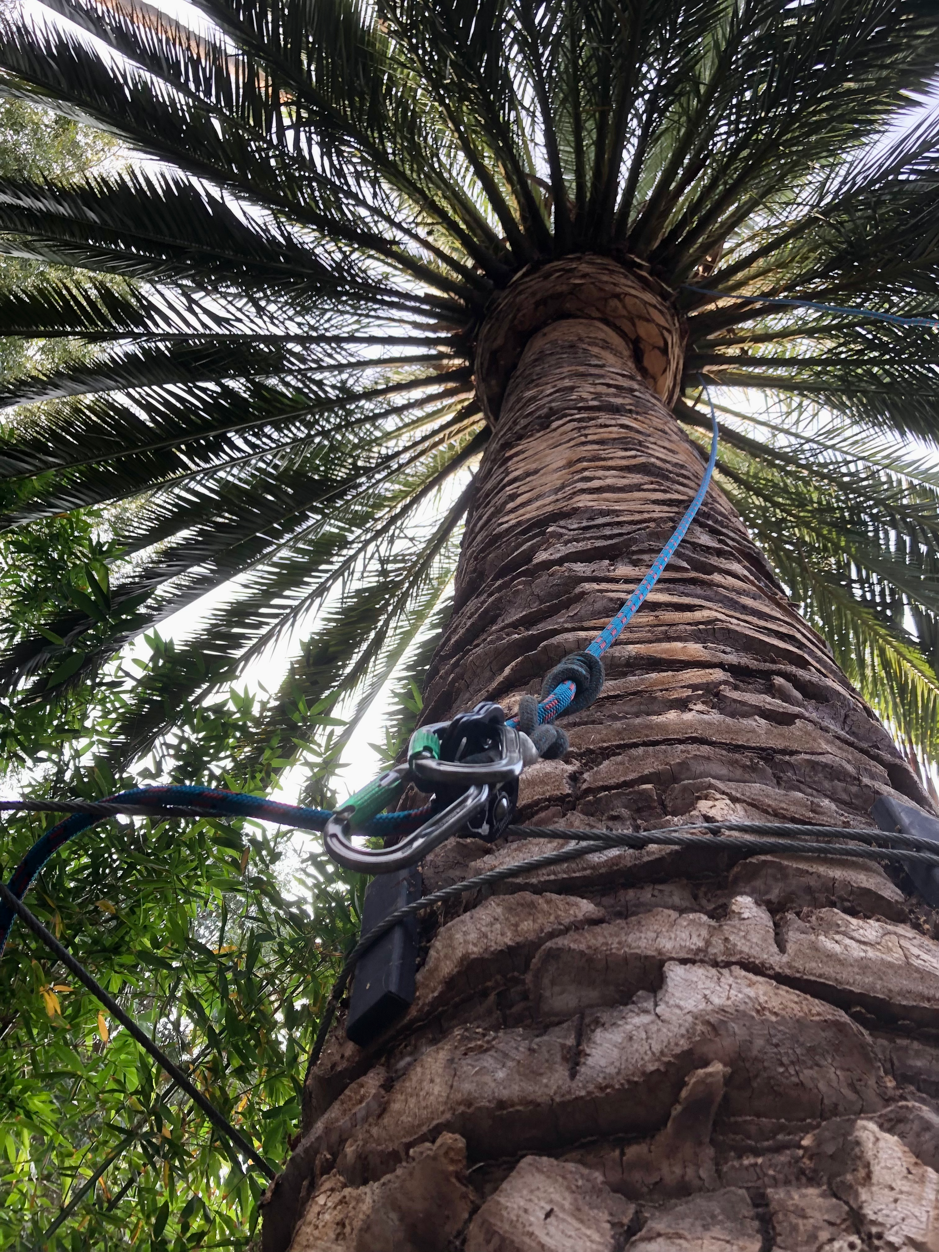 A person is climbing a palm tree with a rope attached to it.
