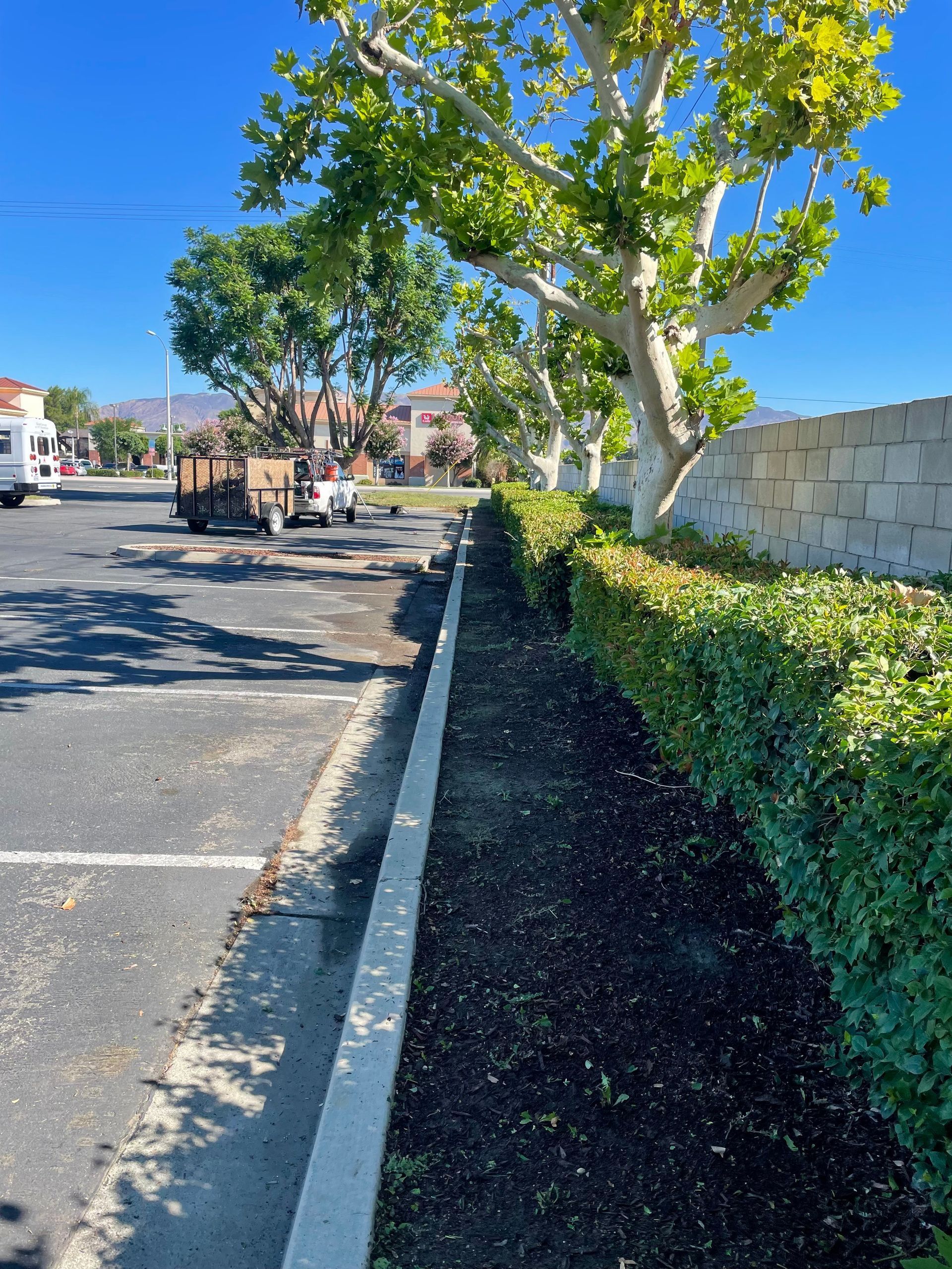 Commercial Tree Trimming, Commercial Tree Service, Tree Pruning, Tree Shaping, Debris Removal