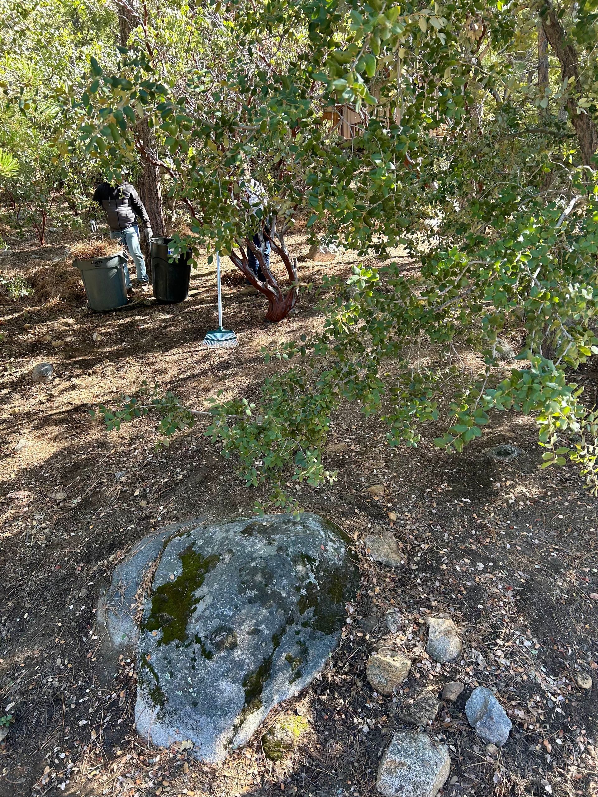 There is a large rock in the middle of the woods.