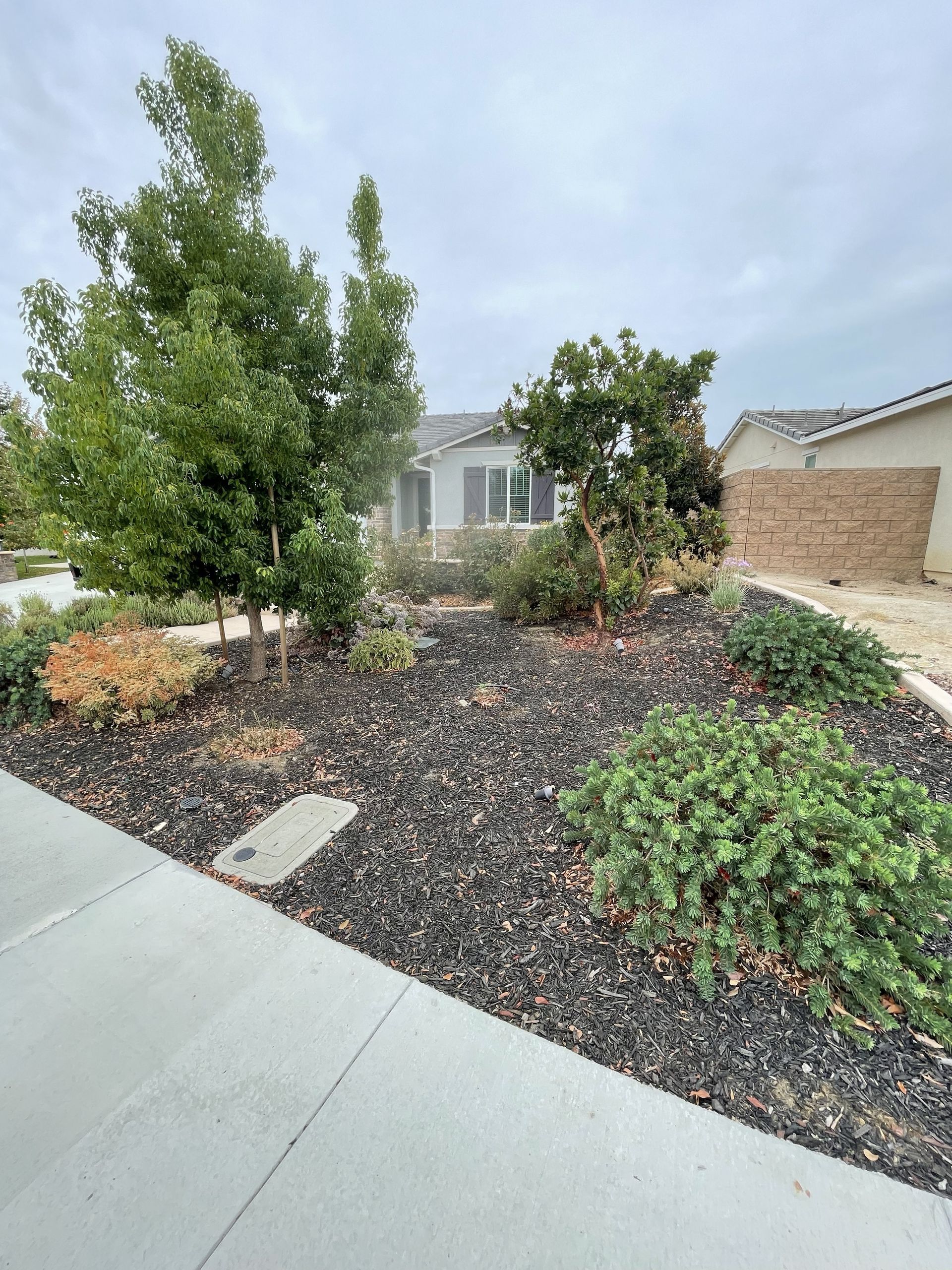 Front yard landscaping with trees, bushes, and dark mulch, next to a sidewalk and house under a cloudy sky.