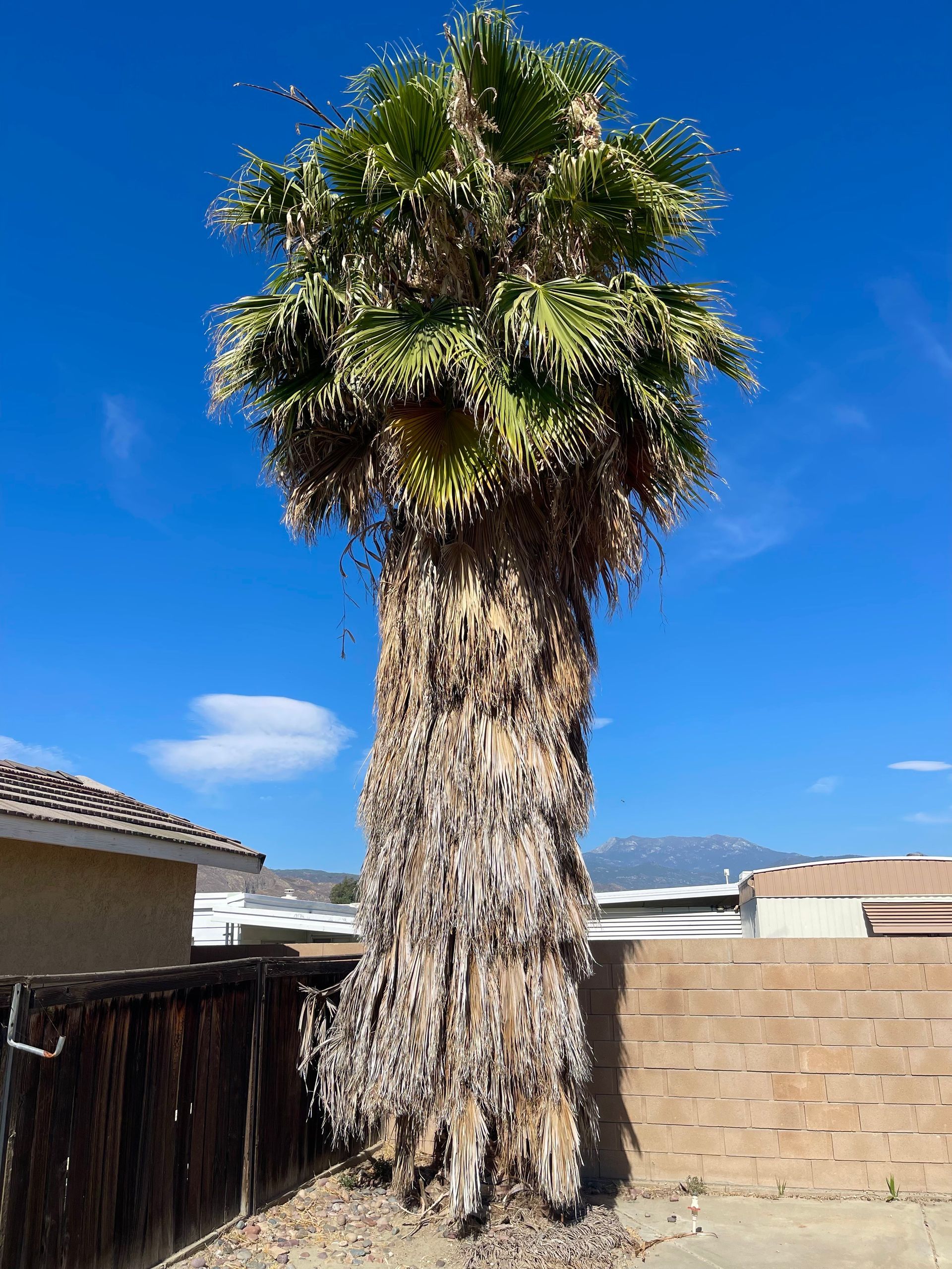 Palm Tree Removal, Palm Takedown, Debris Hauling, Residential Tree Removal