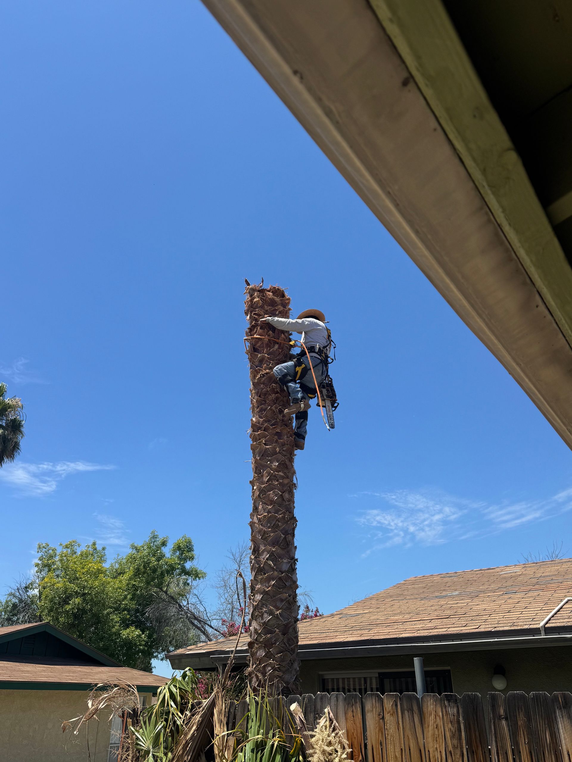 Palm Tree Removal, Palm Takedown, Residential Tree Removal