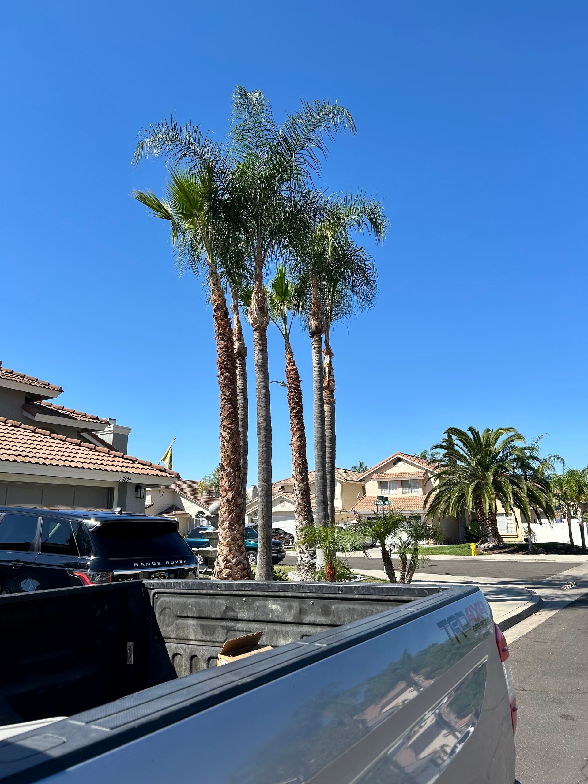A truck is parked in front of a row of palm trees