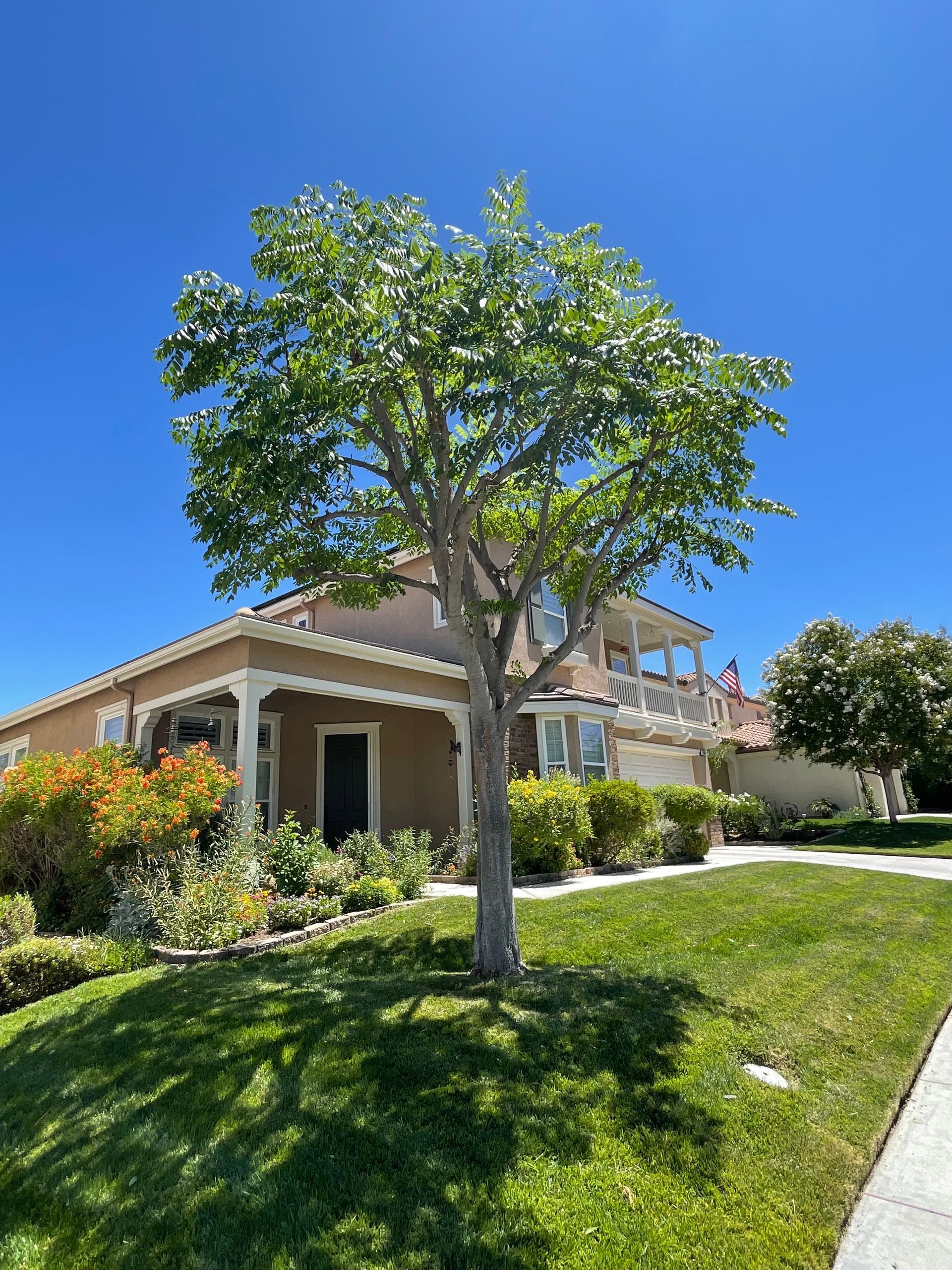 Tree Trimming, Tree Shaping, Branch Pruning